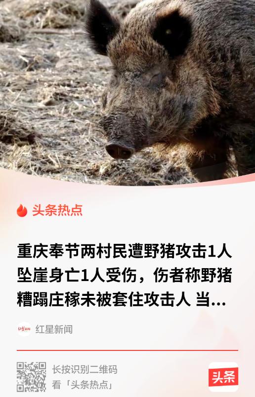 重庆，一村民的玉米地被野猪拱了好几回，他心疼，就去山路上安了套。那天，男子叫上同