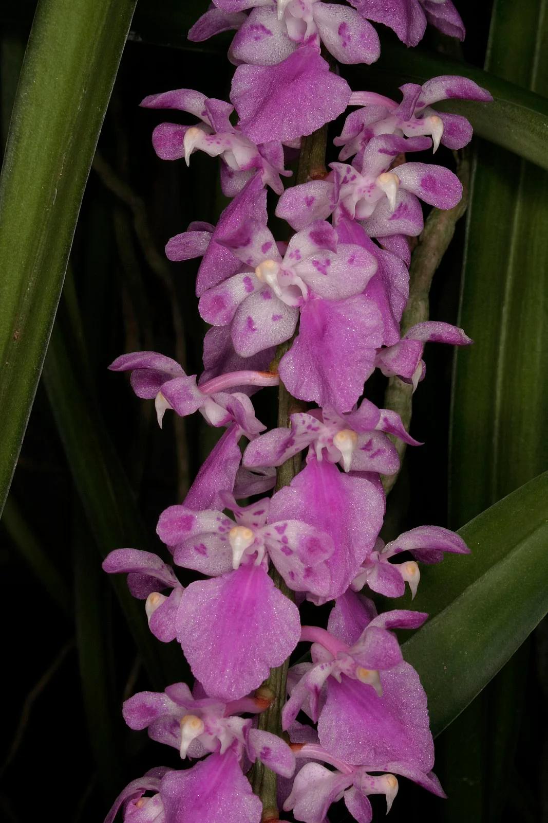 Aerides rosea（中文名：玫瑰指甲兰）是兰科指甲兰属 (Aerides