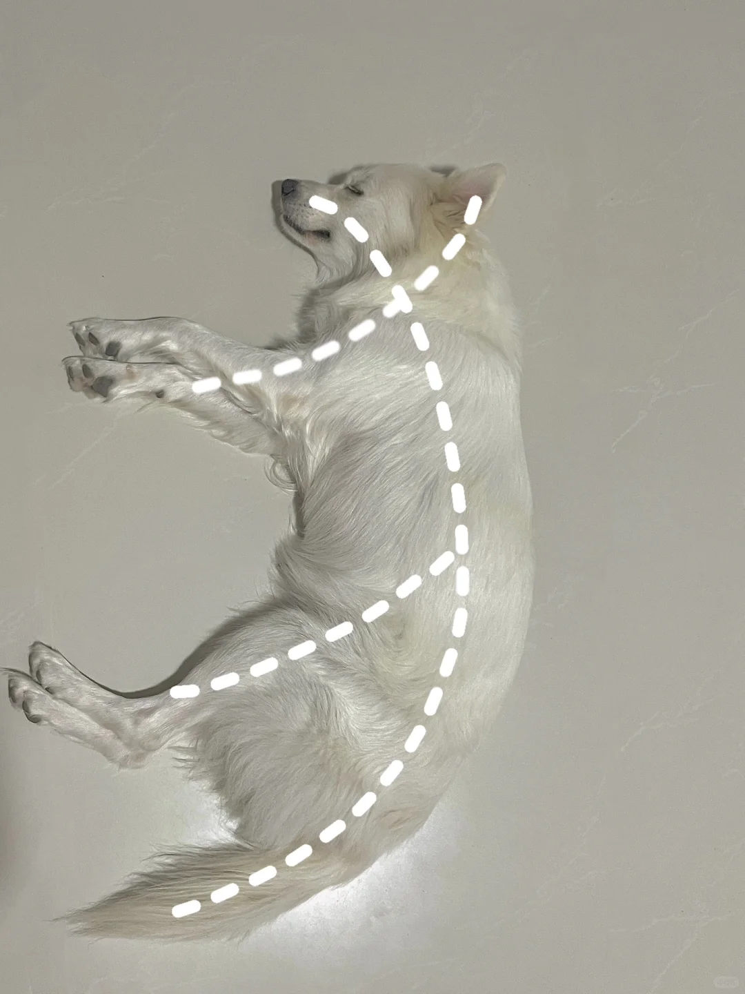 终于理解了为啥动物都是反犬旁！