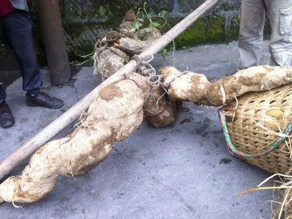 2016年，四川一农民挖出一个250斤重的“树根”，被人以5000块钱买走了，正