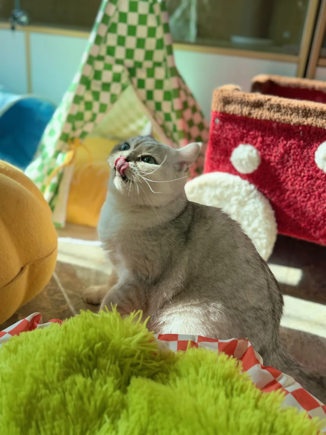 猫咪寄养、500🈷️