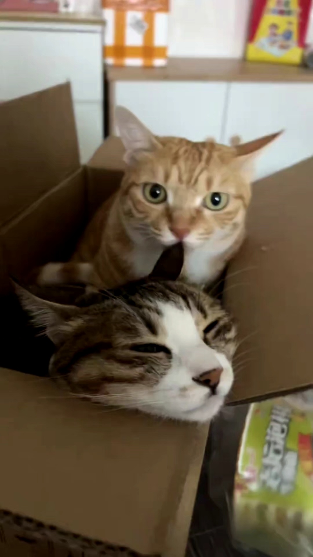猫耳朵谁不爱吃 