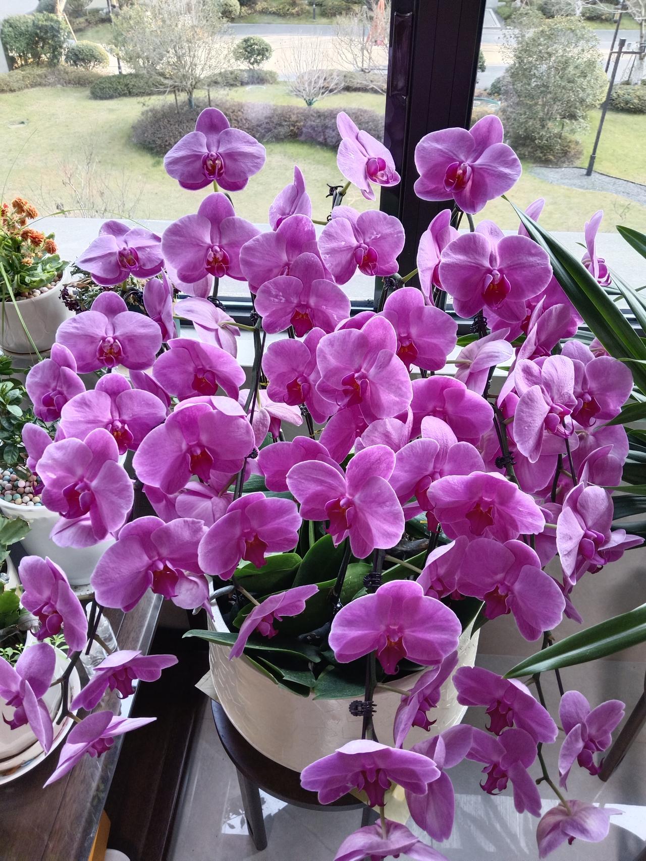 人生一世，草木一秋。
把每天都当春天过，
确是活力十足……