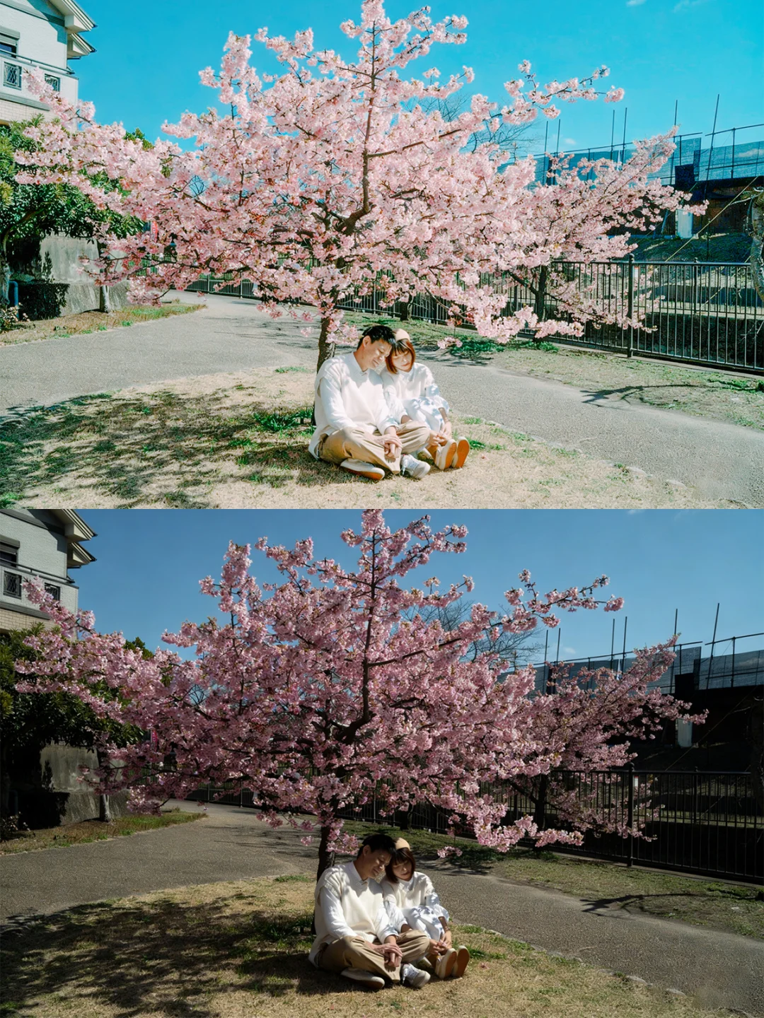 每年春天花开的时候我都要推荐一遍