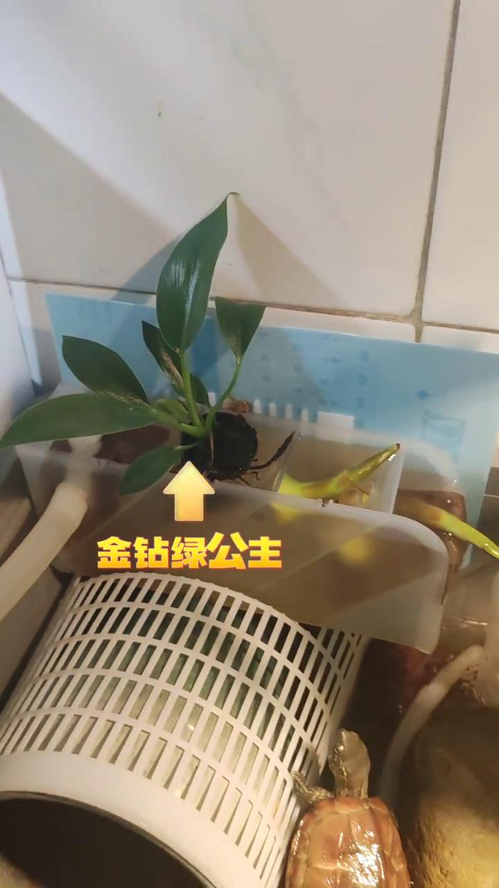 室内小花园。
不知名野花：金钻绿公主、红薯、水竹、山乌龟、茨菇、榴莲苗、观音竹、