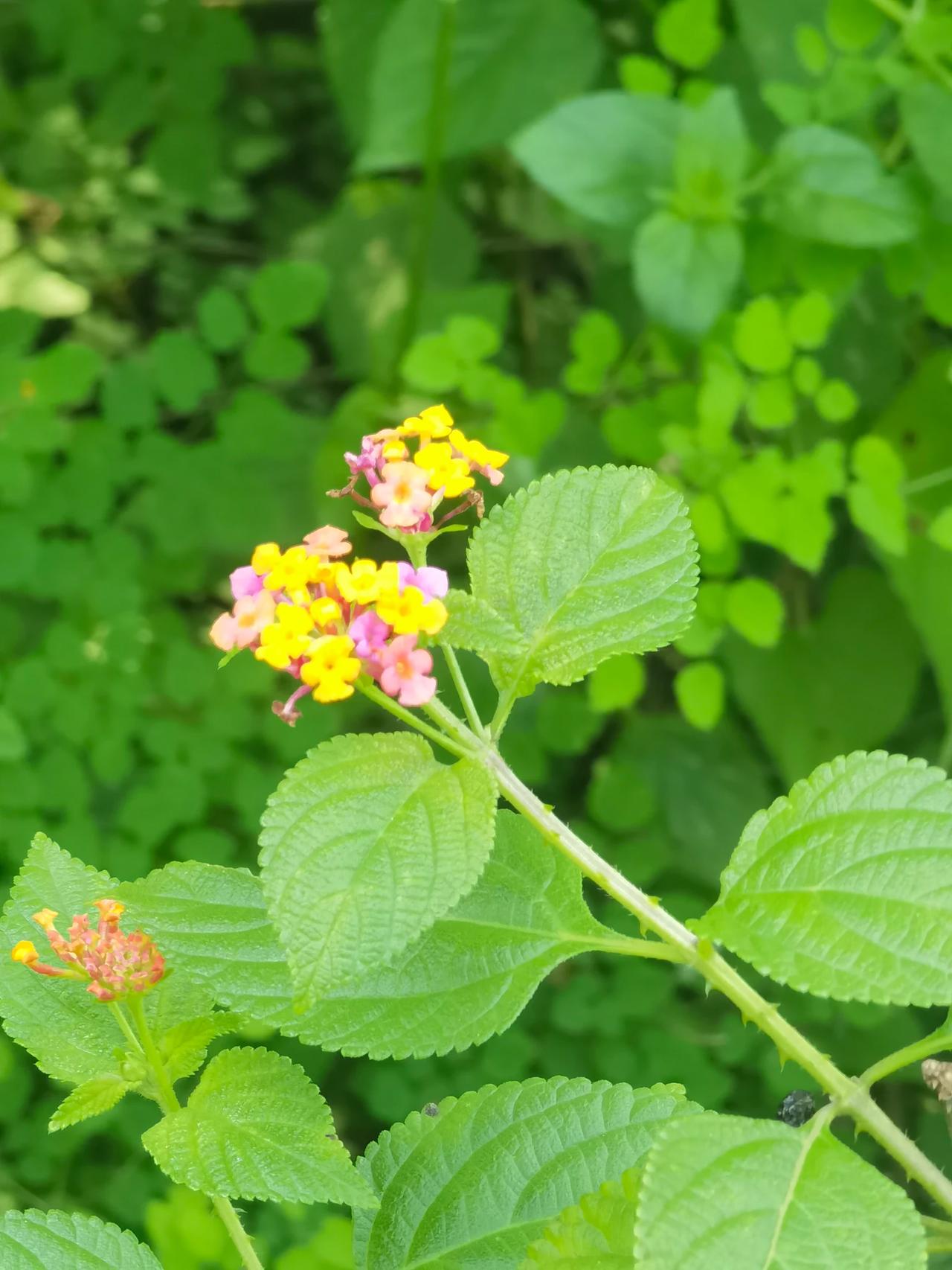 即便热浪翻滚，也别忘了窗台上的绿植正为你吐纳清新，带来一丝自然的凉意与慰藉。