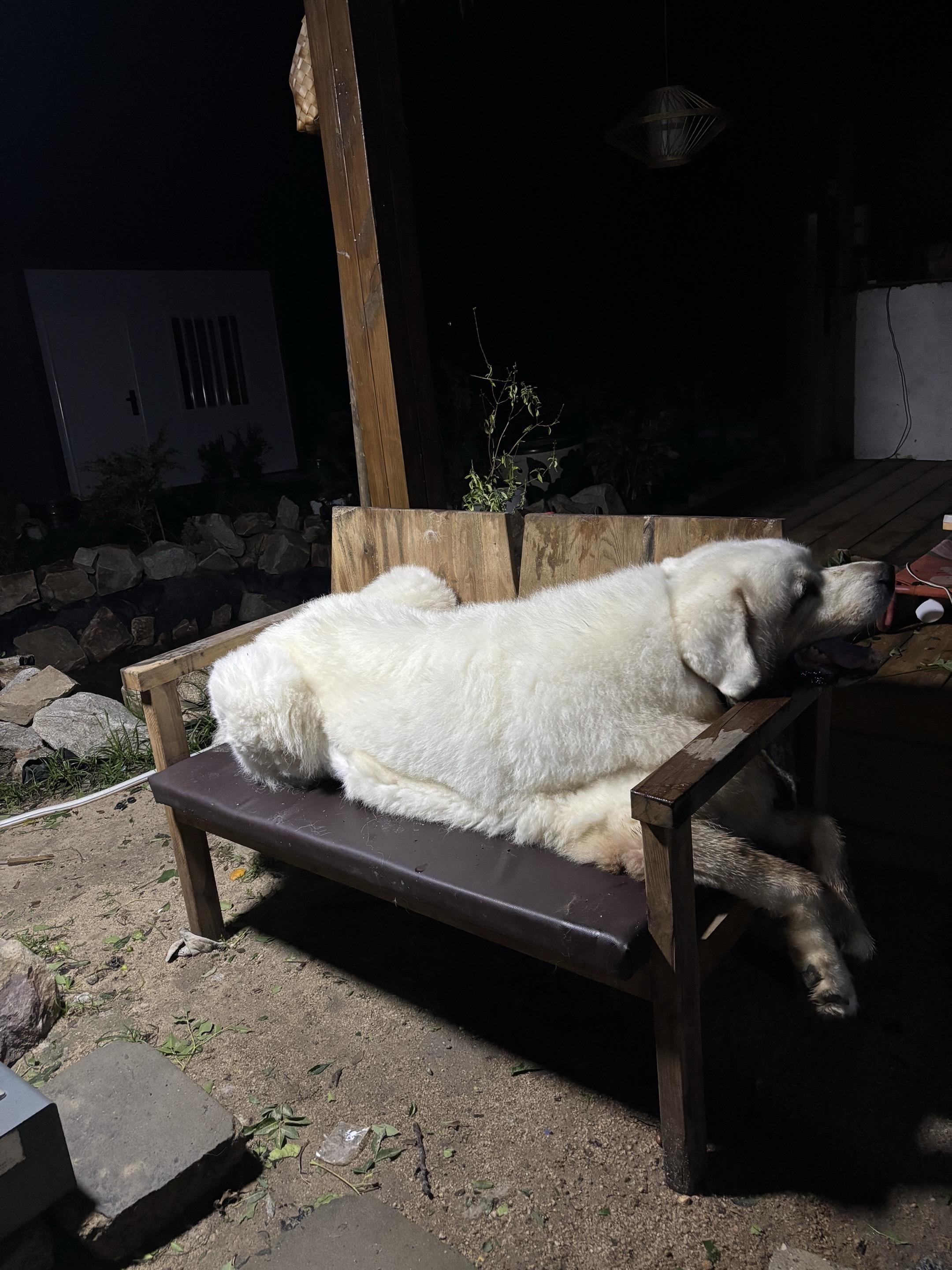 这是我家大干净。它吃完饭会用床单擦嘴，在外面嫌弃地脏，必须要坐凳子