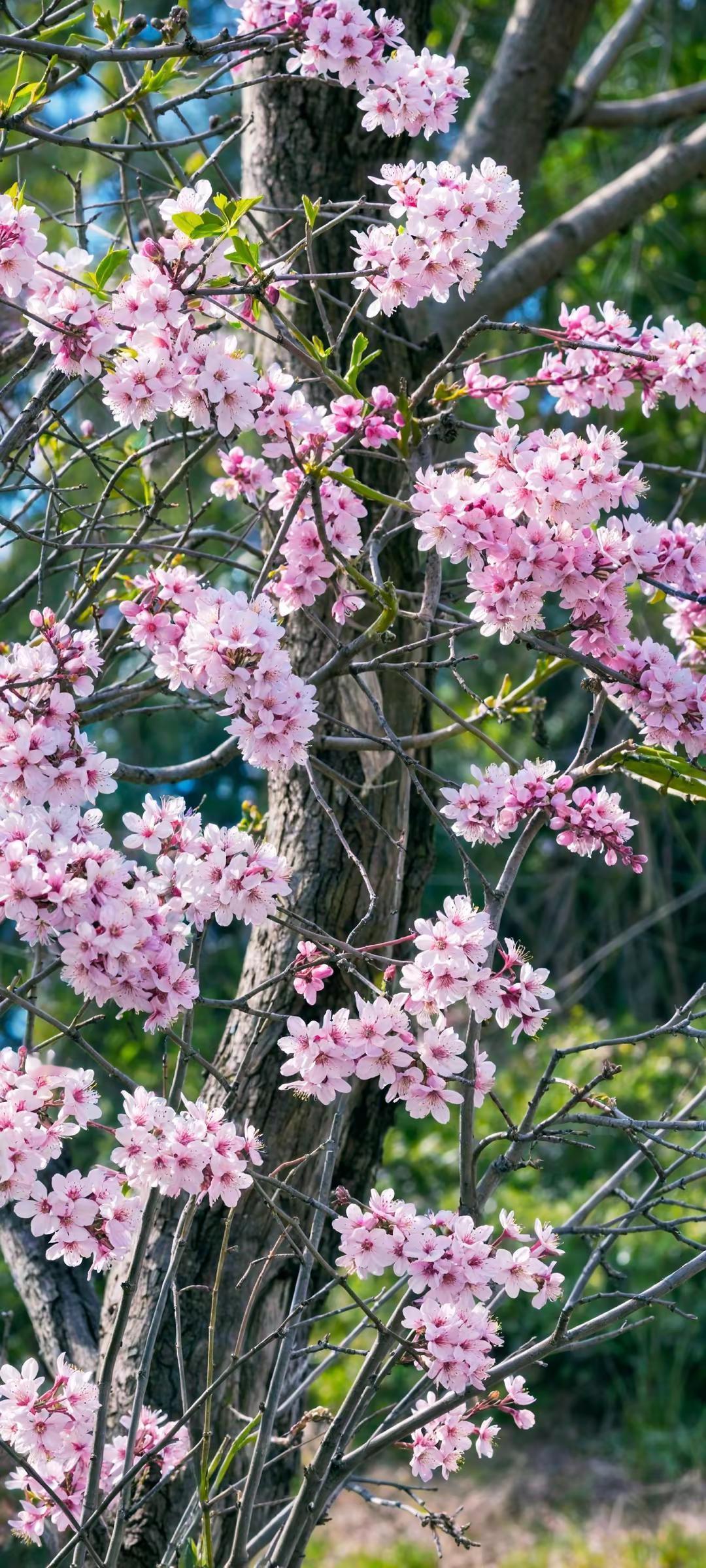春和景明 正是人间好时节，春和景明，万物复苏，明媚之局……春天 春天的味道 花开