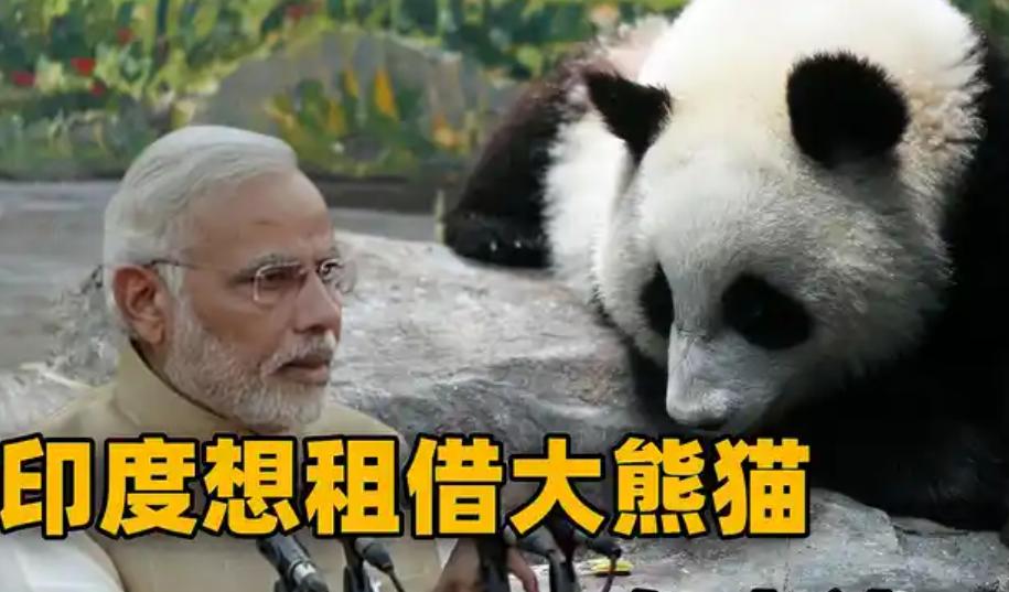 一名印度阿三怒目圆睁的在社交网站抱怨:为什么别的国家都能租到熊猫，偏偏印度申请了