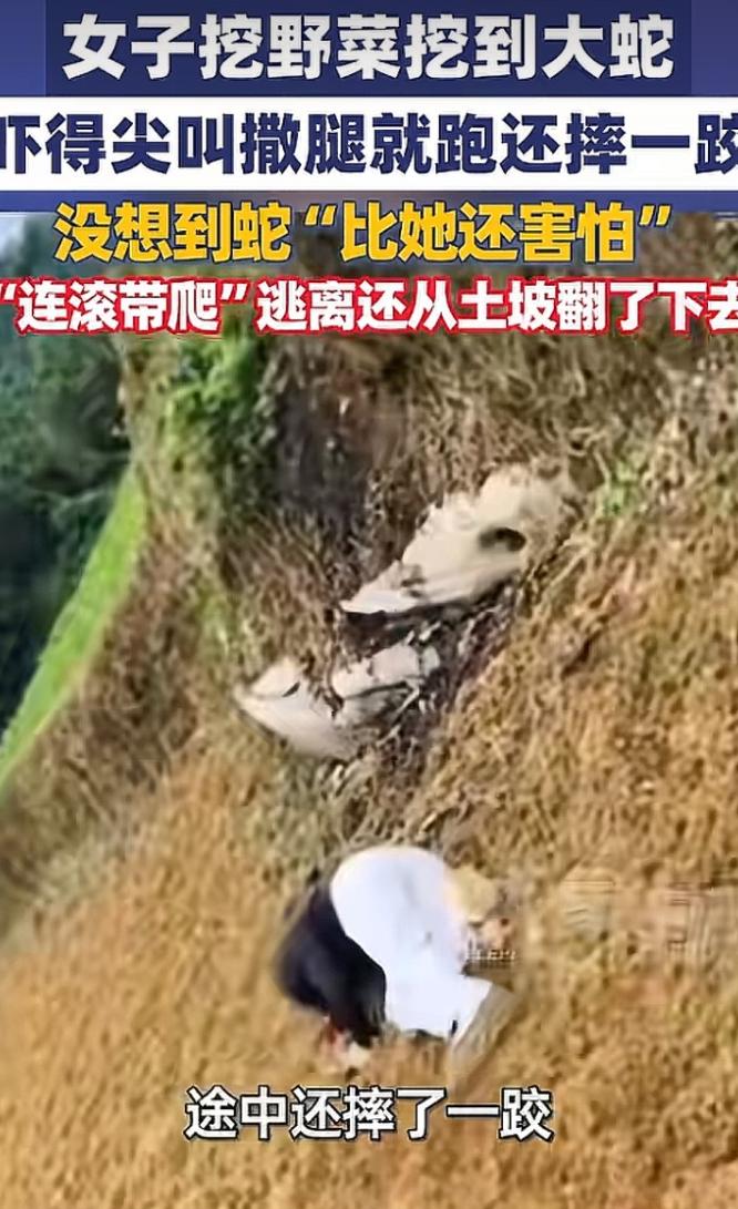 笑疯了！重庆名女子去郊外挖野菜，蹲在土坡上刨着刨着，突然刨出来一条大蛇，吓得她尖