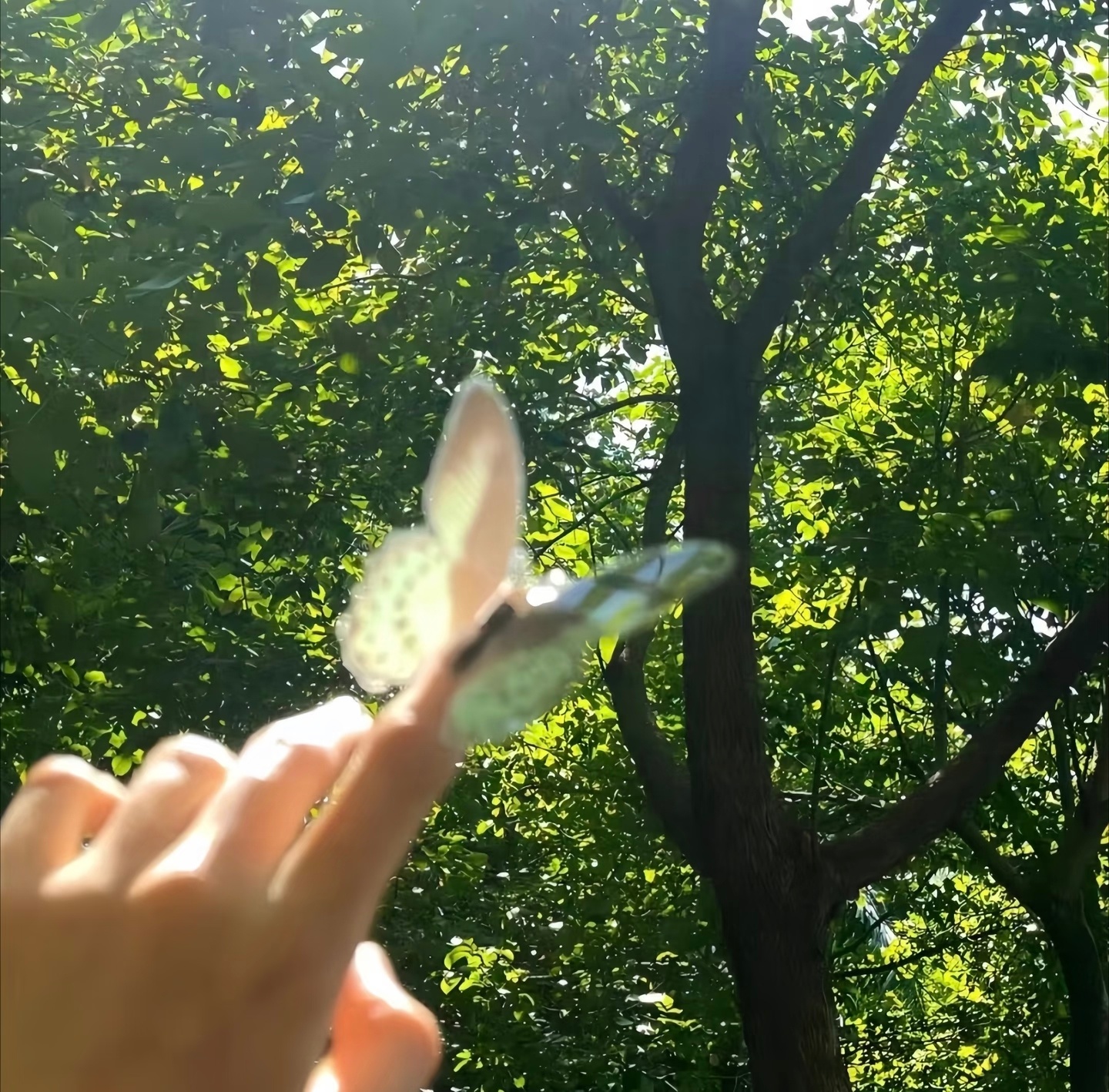 𝐒𝐡𝐚𝐫𝐞丨小众韩系背景图 ｜绿色背景图 ｜背景图 