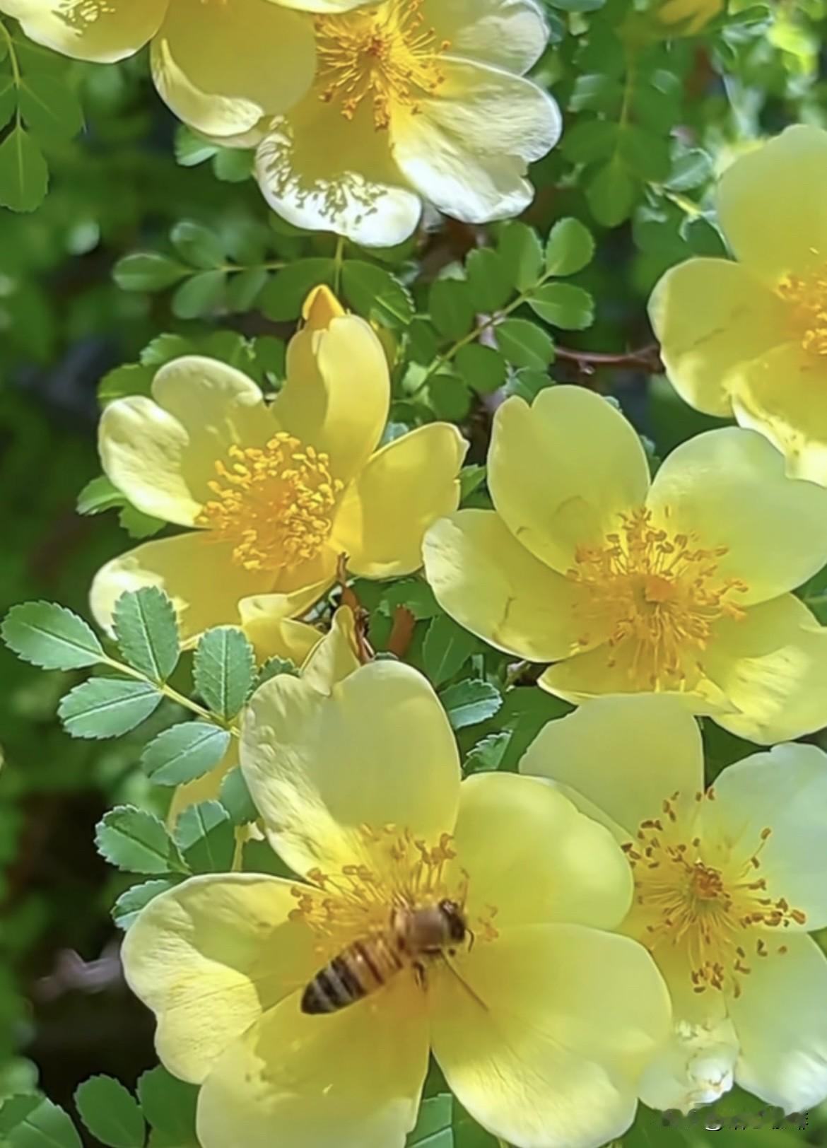 这个季节，没有别的心思，
一有空闲，就想去沾点花，
惹点草，揽缕缕花香，携点点