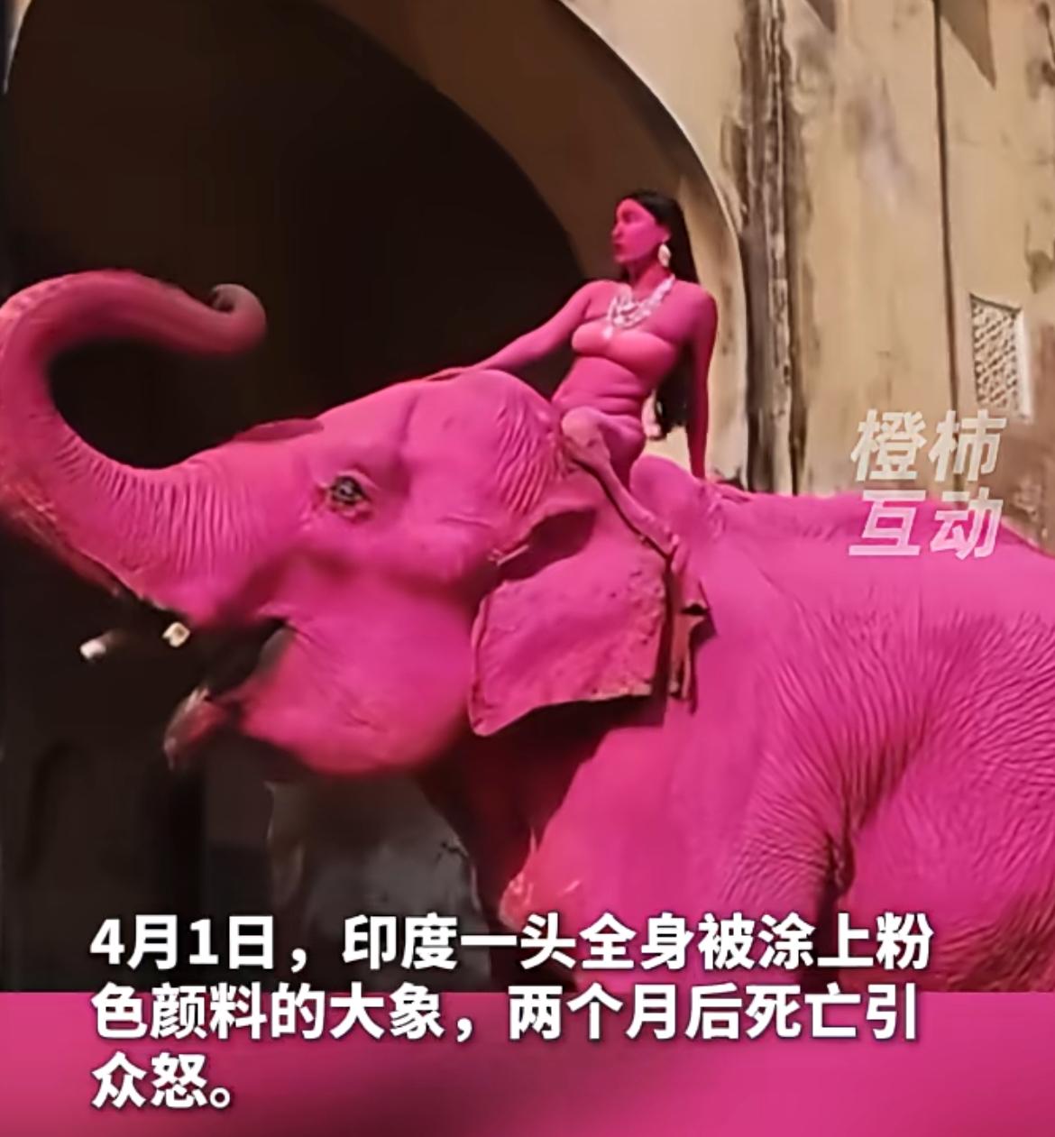 印度大象被涂成粉色，三个月后死亡引众怒
这头大象约65岁，俄罗斯摄影师为了拍摄艺