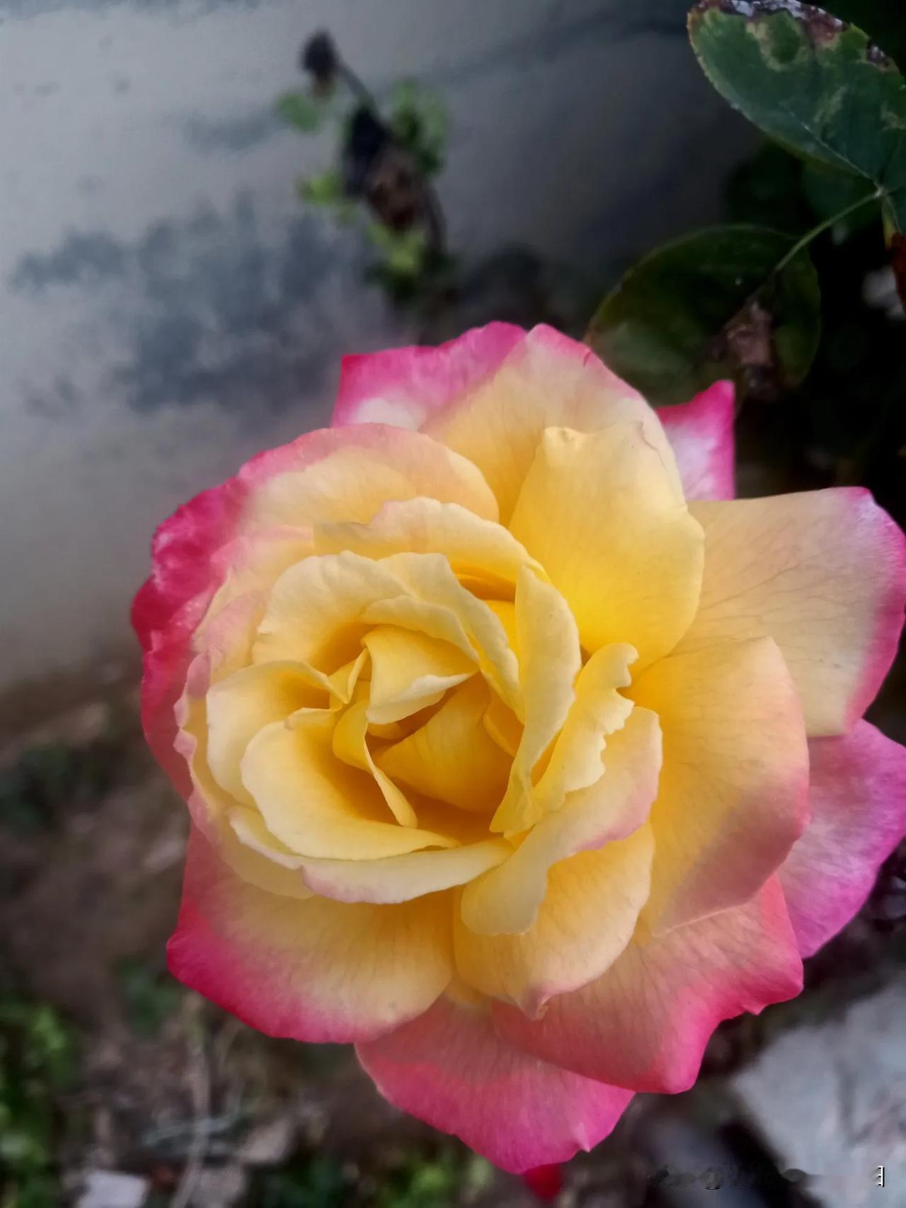 冬日生活打卡季冬天里的最美月季花欣赏