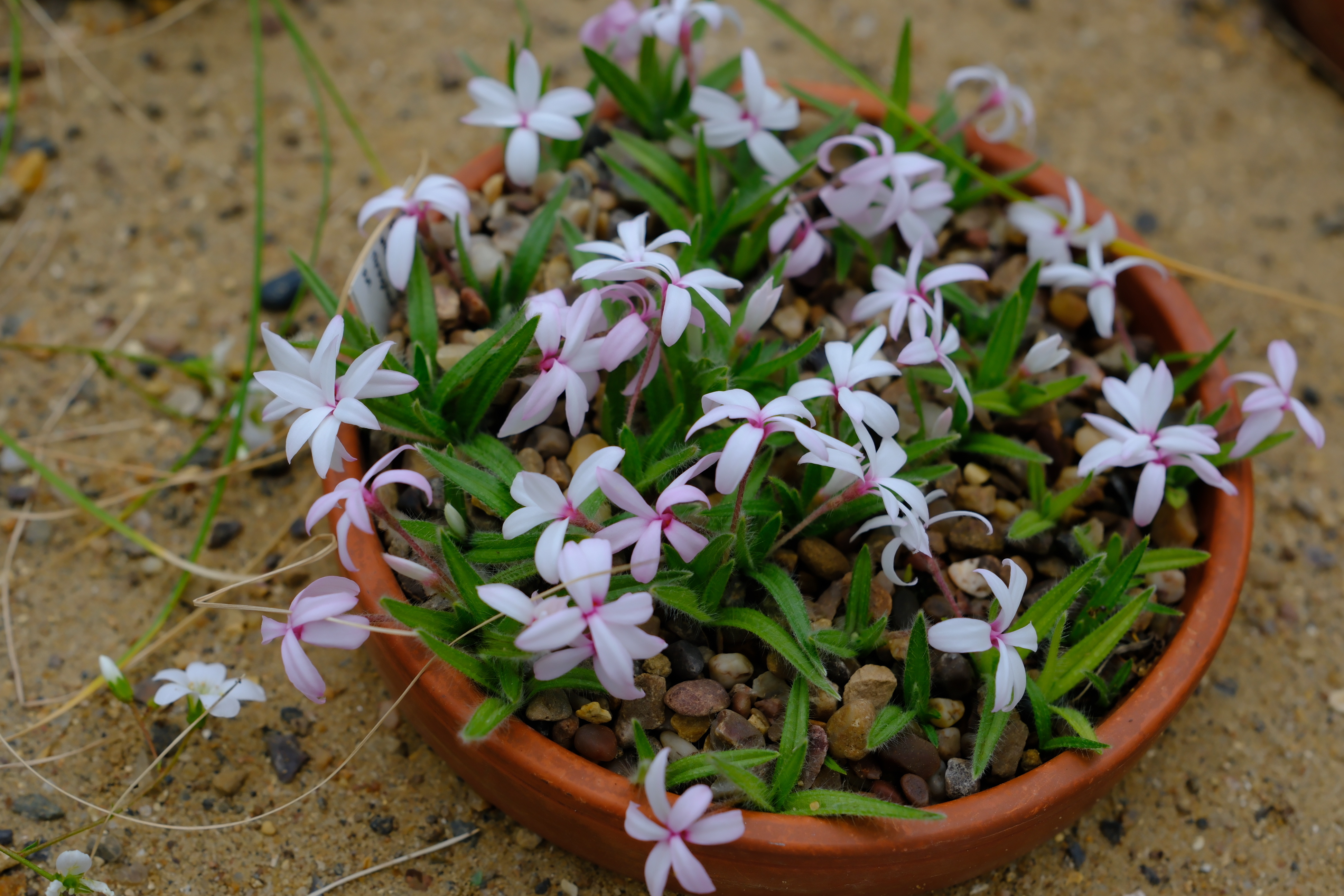 樱茅（Rhodohypoxis baurii，别名 Rose‑Grass、红花仙