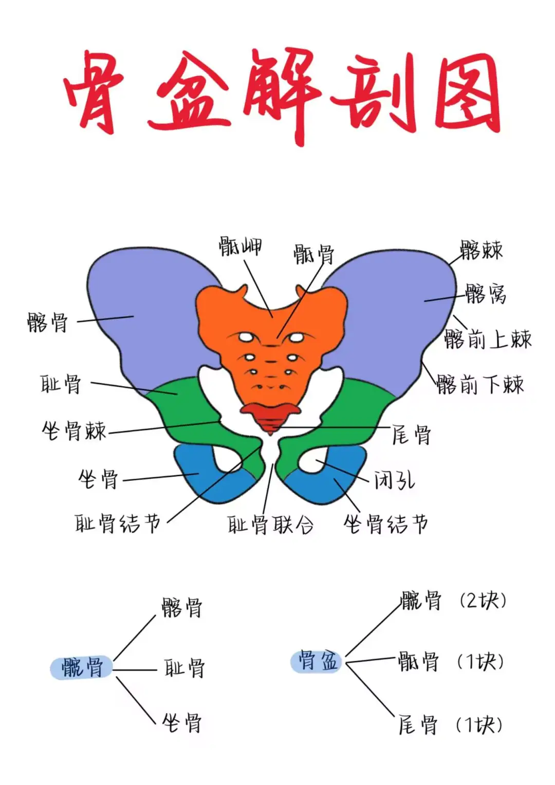 医学生笔记——骨盆解剖图