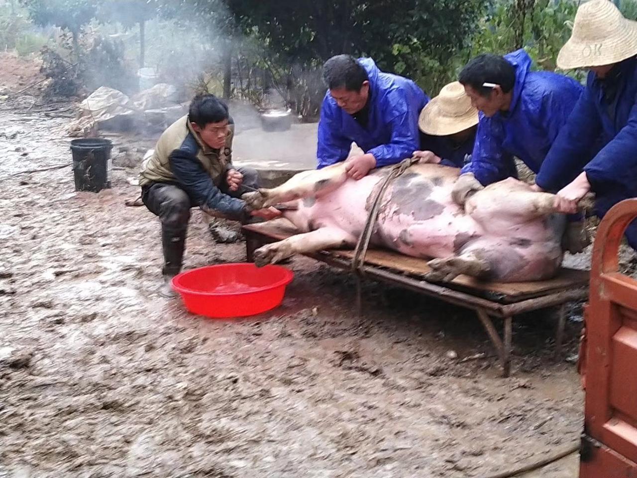 大家设想一下，能不能这样解决株洲杀猪宴的舆情！

株洲新市村托人与网红团队说和，