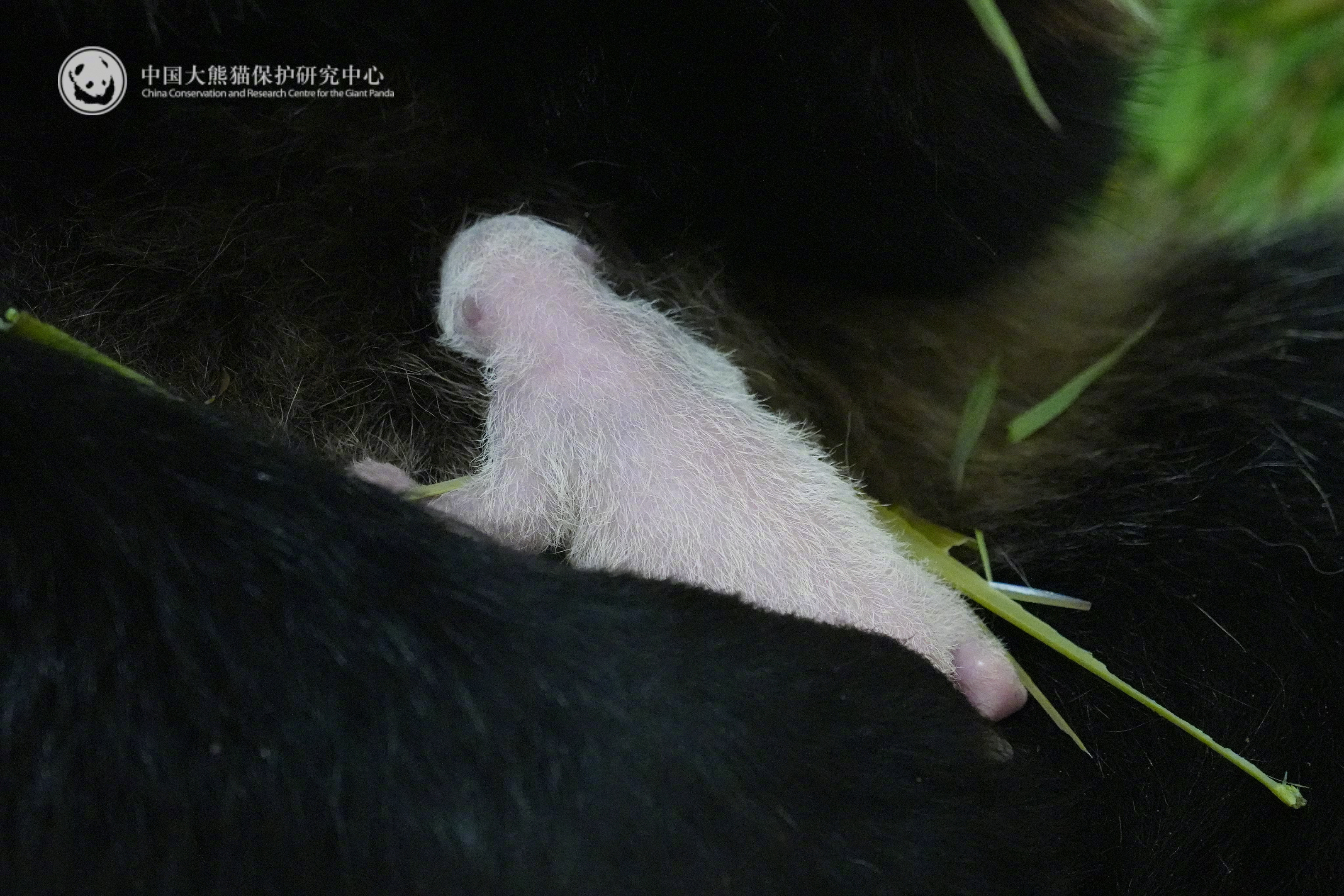 【熊猫家族成员又+1！🎉大熊猫恩恩顺利产下首只幼崽】6月4日上午10点31分，