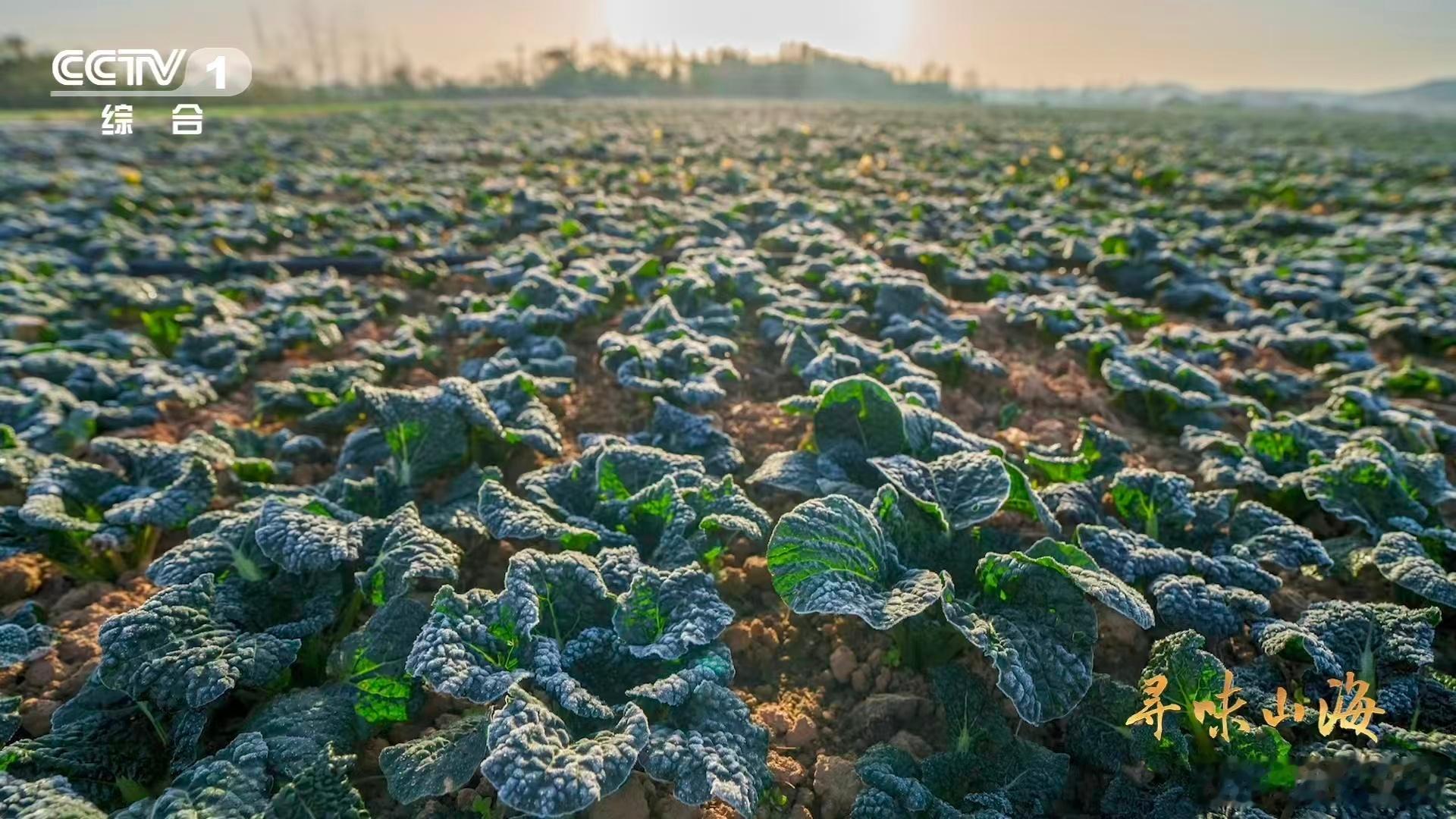 会吹泡泡的蔬菜不是所有皱叶黑油白菜都能叫泡泡青，只有随州这片土地上，在0摄氏度左