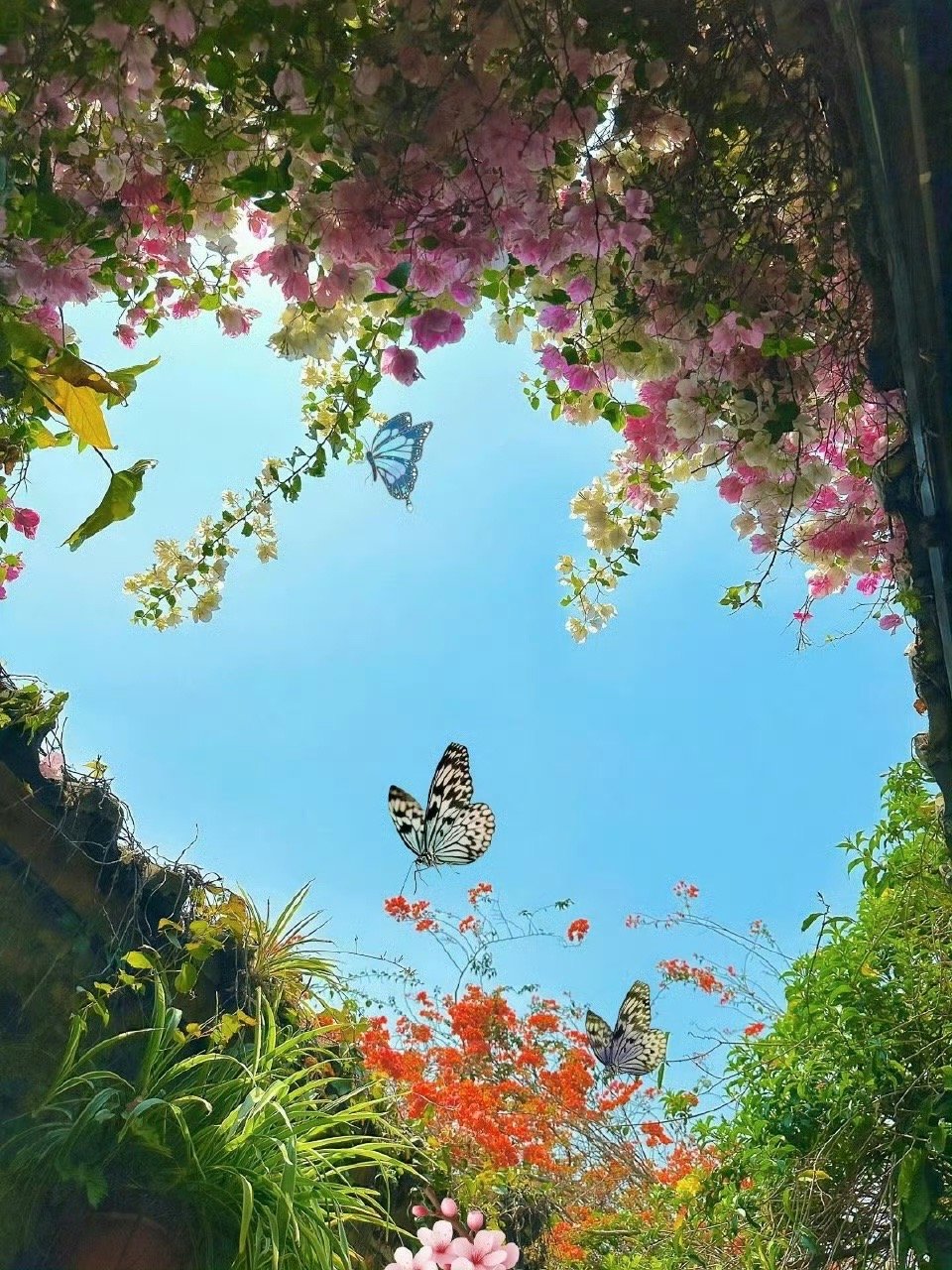 万物美好，我在中央。—— 田维《花田半亩》 