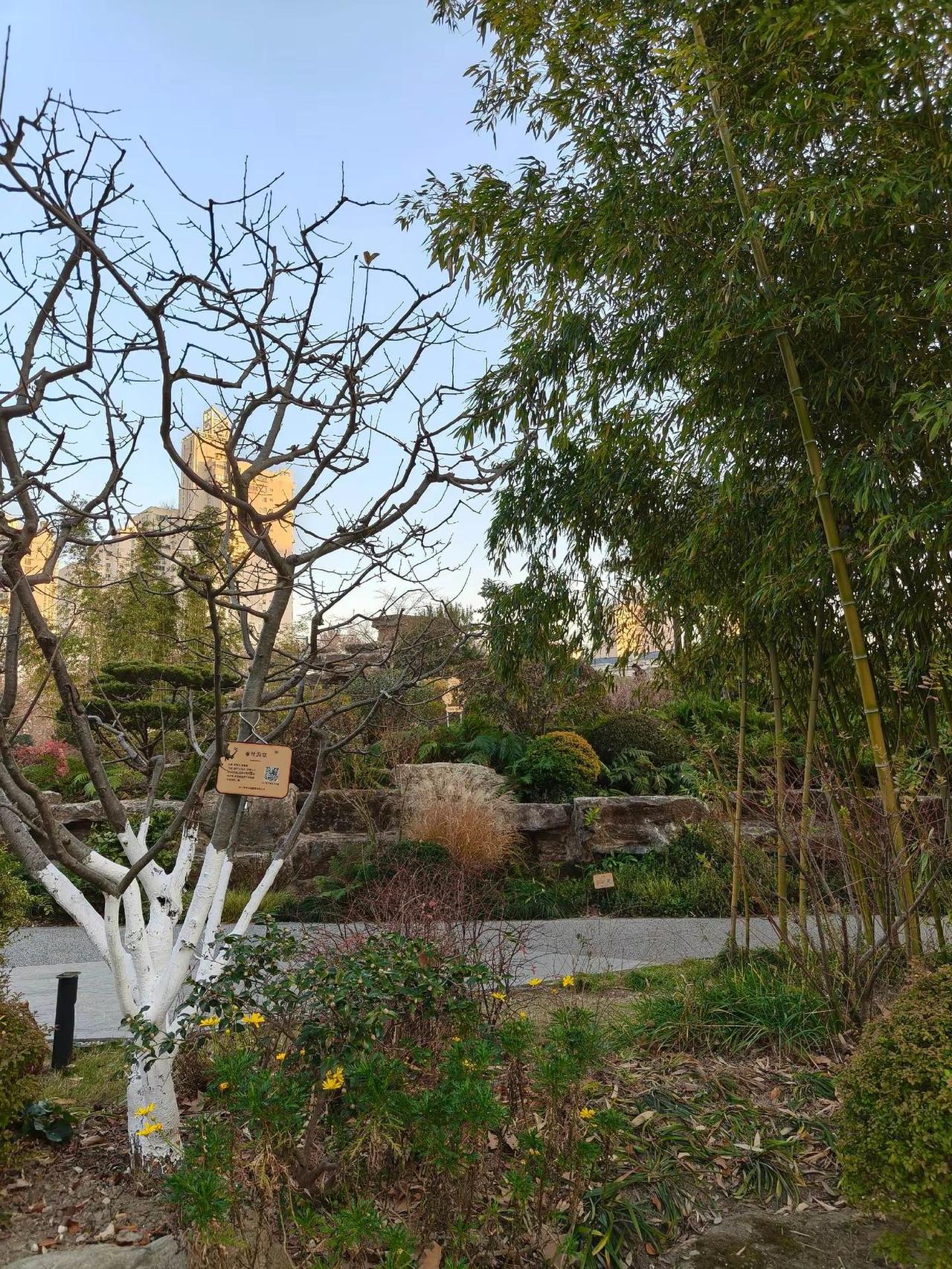 生命是一棵长满可能的树 海棠树