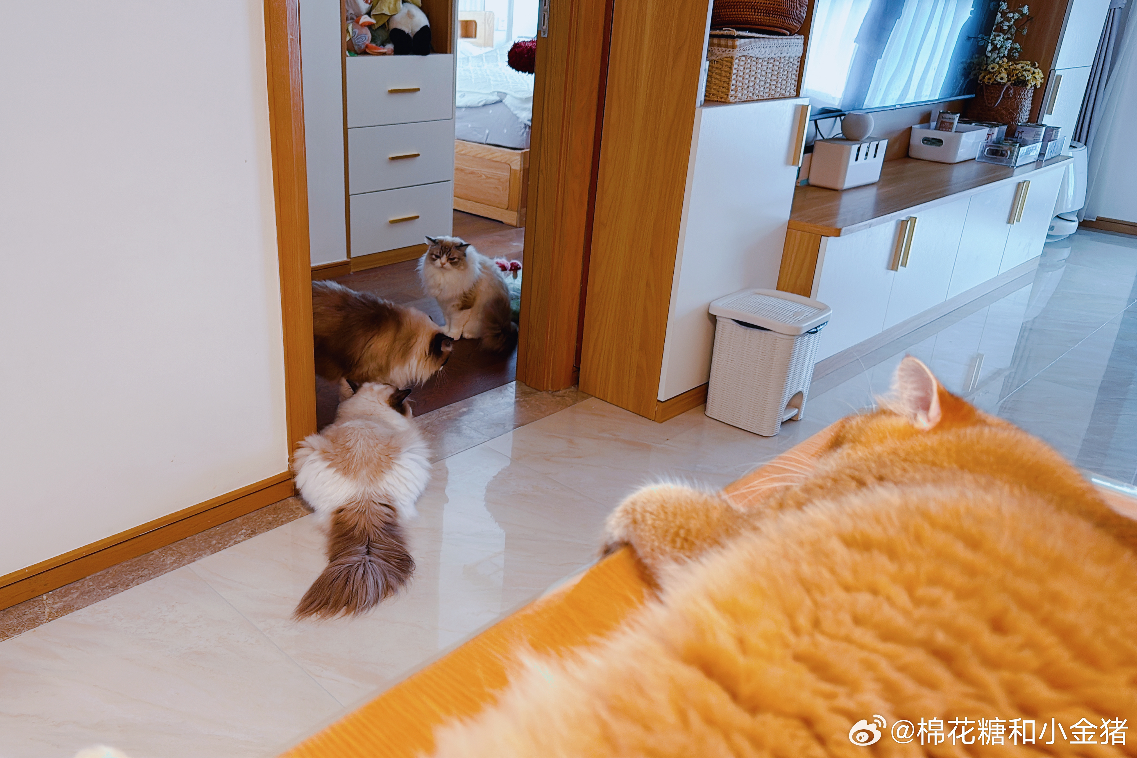 三个海在开什么小会呢…… 