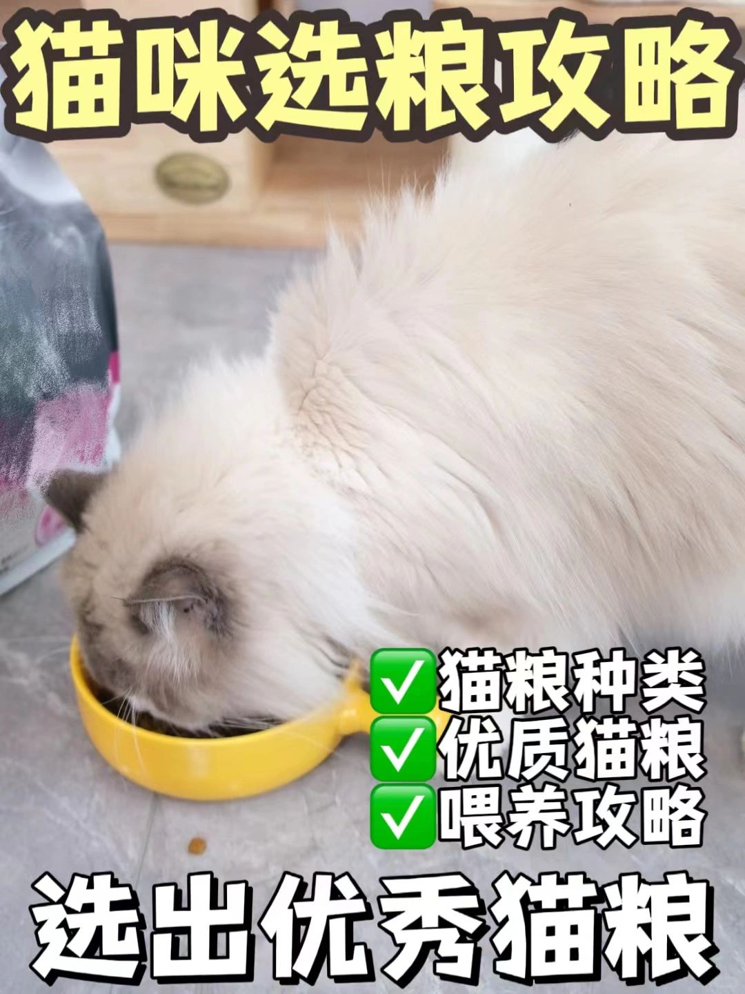 选择猫粮的秘诀，轻松养出健康小猫！