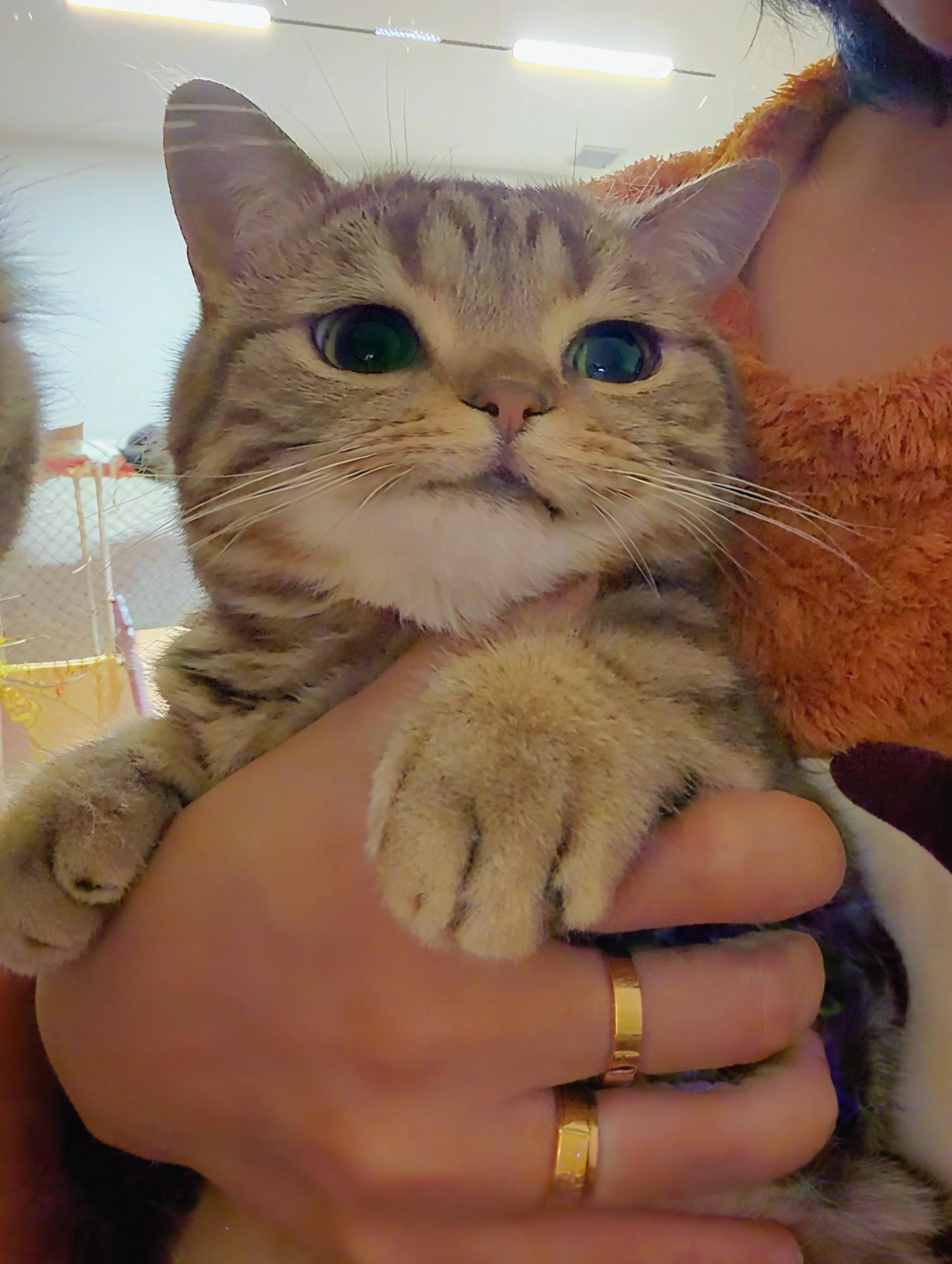 可爱的猫猫。