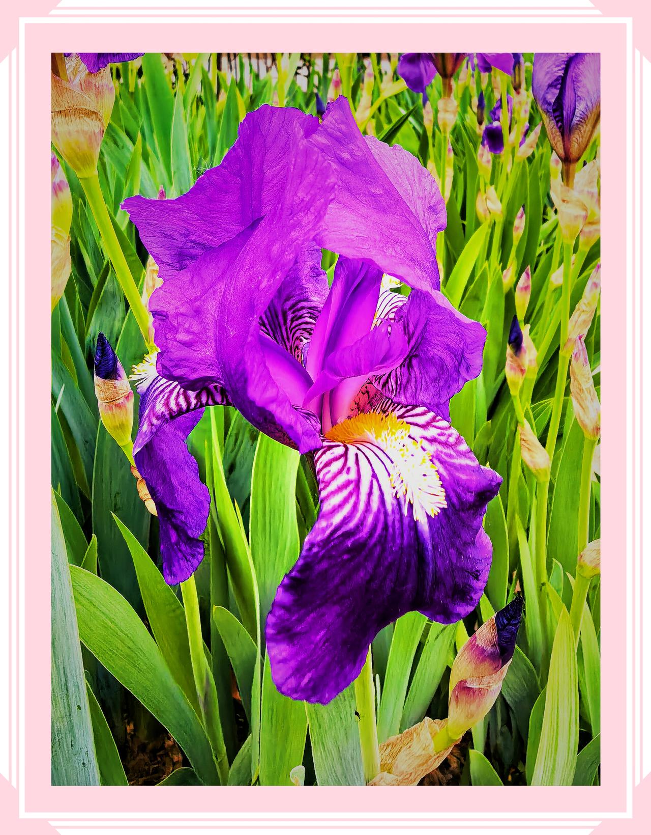 绿水青山有多美鸢尾花