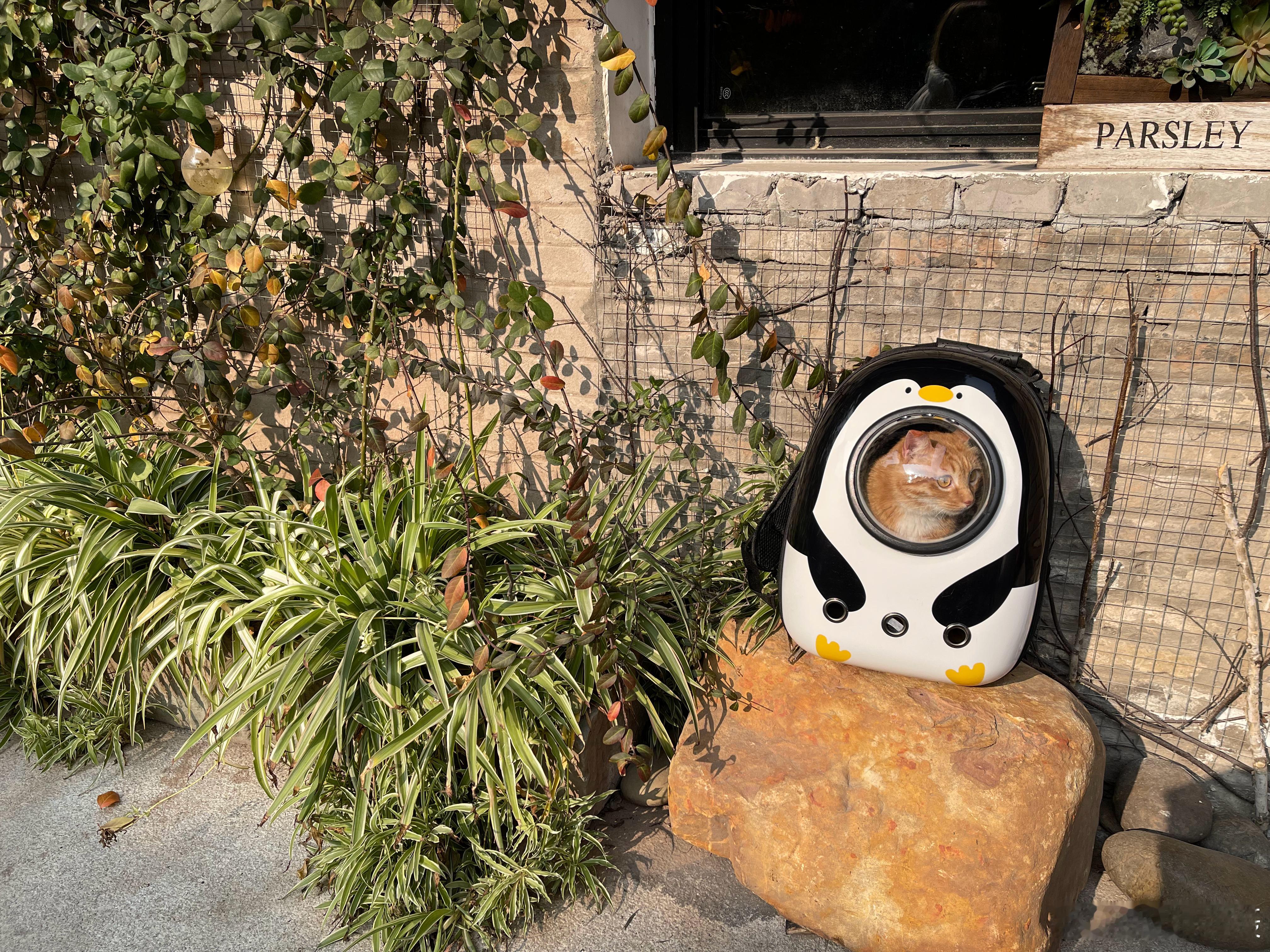 安心睡觉咯！💤 