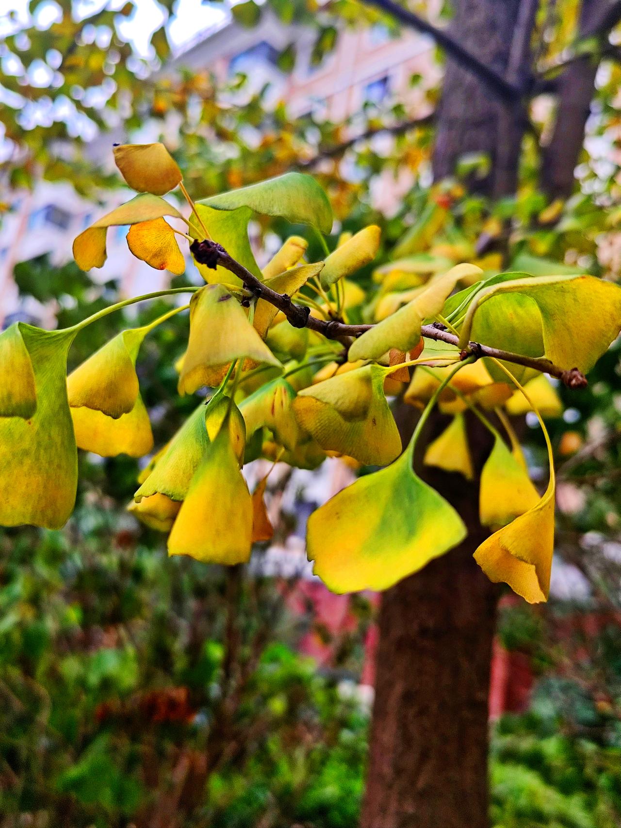 沈阳的银杏转黄了
   昨日，在沈阳一居民小区看到银杏叶率先黄了。叶片黄绿相间，