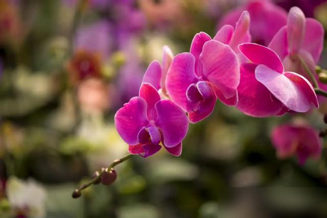 谁懂啊！最近刷到好多人晒家里的红花盆栽，看得我手都痒了！这两年大家都爱在家养开红