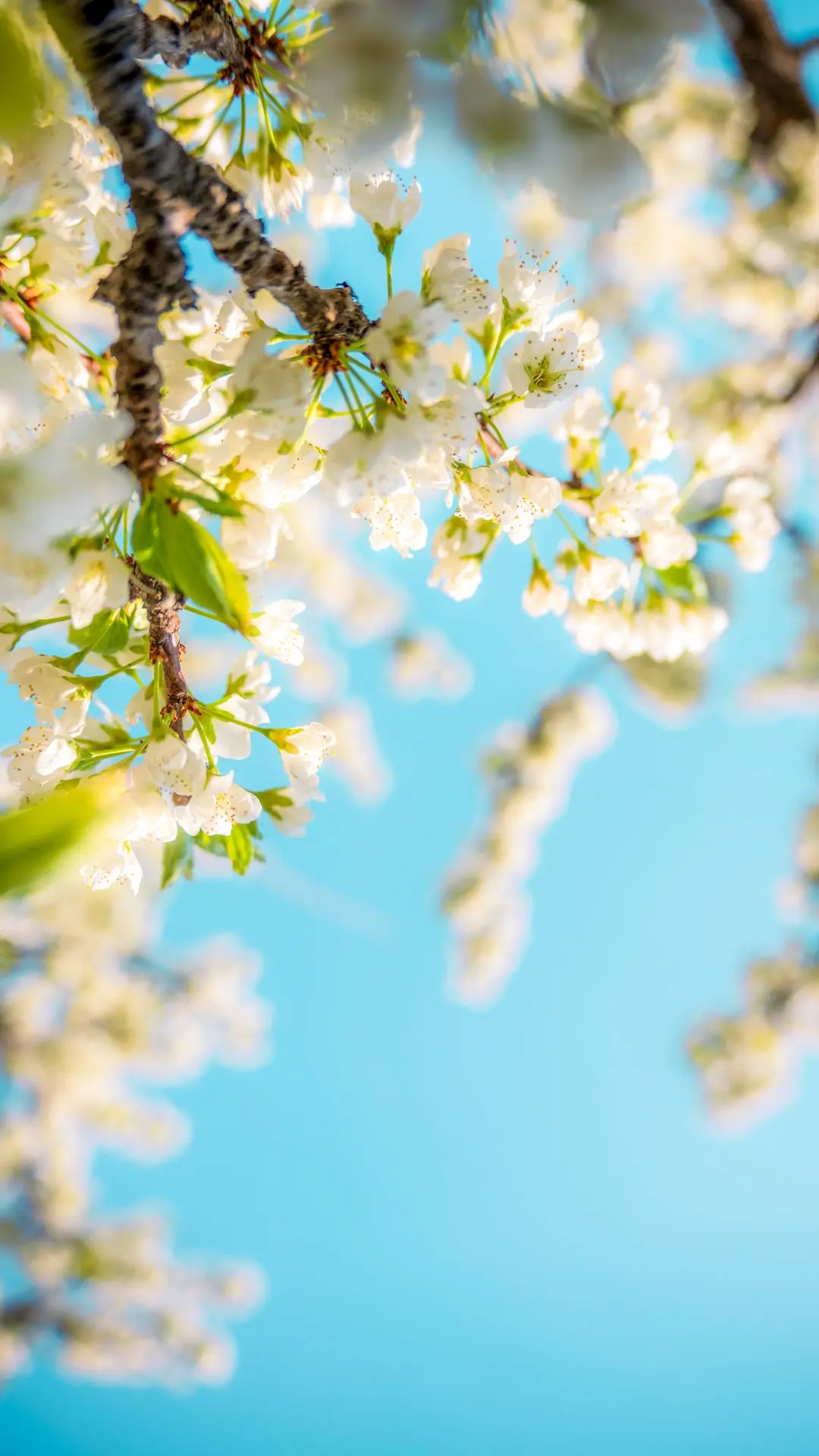 好看的花朵分享给你