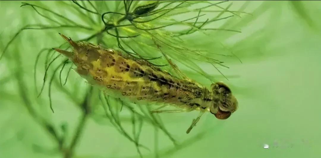 一年捕食三千只蚊子，八年才缓慢长大，这种水底小虫正被大量捕捉上桌
 
水虿是蜻蜓