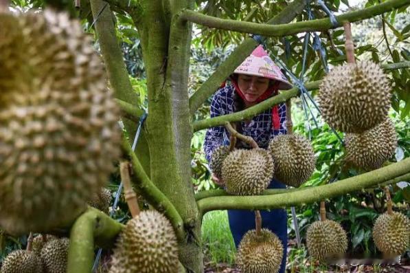 中国餐桌上一颗榴莲的香气，飘进了越南中部高原的农田。

为了这口金黄色的果肉，农