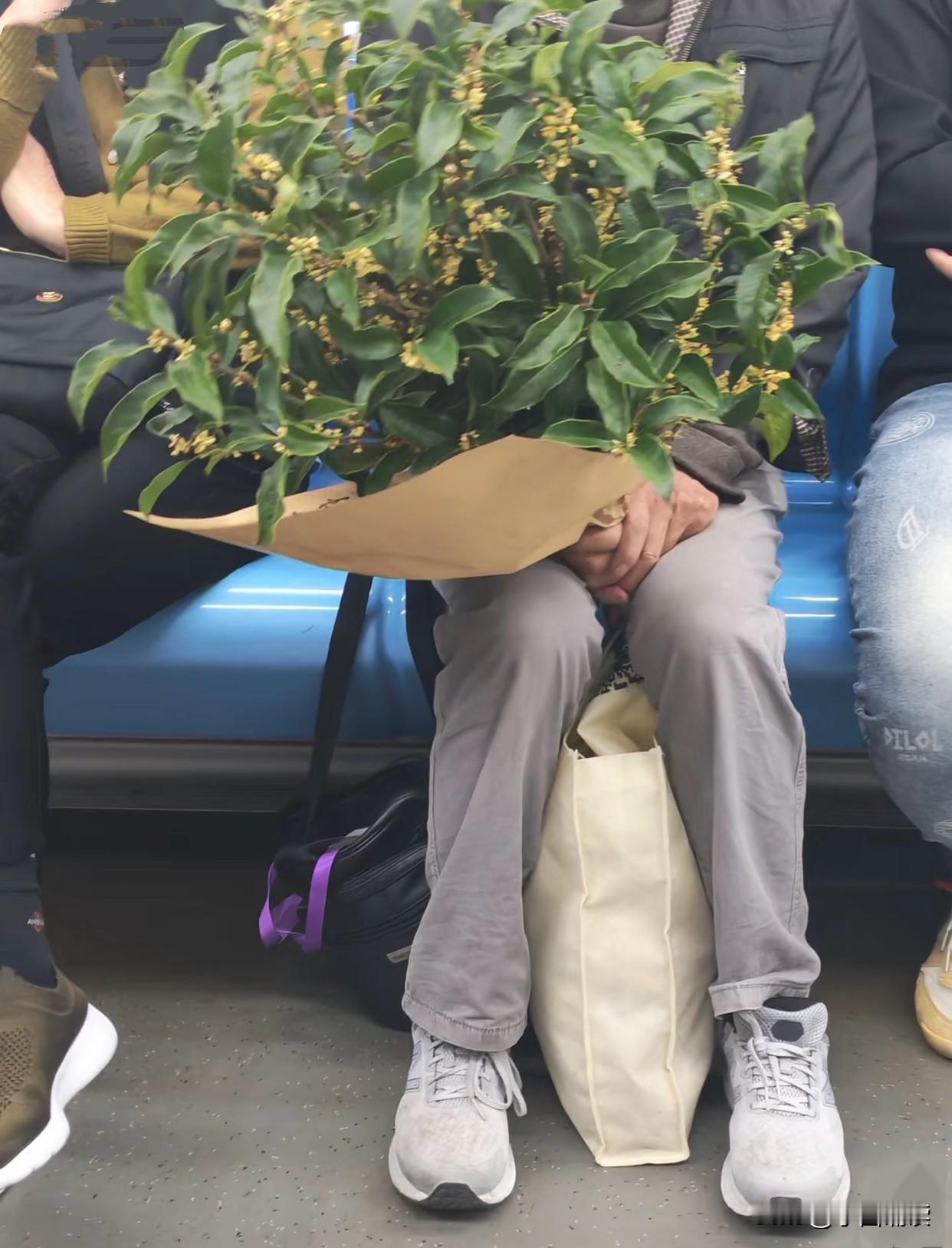 昨天在回家坐地铁的途中，突然闻到一股沁人心脾的香味，抬头一看原来是一位拿着桂花的