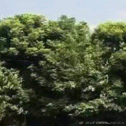 每日一善[超话]每日一善 [微风]阳光信用生活如果不宠你，更要自己善待自己。这一