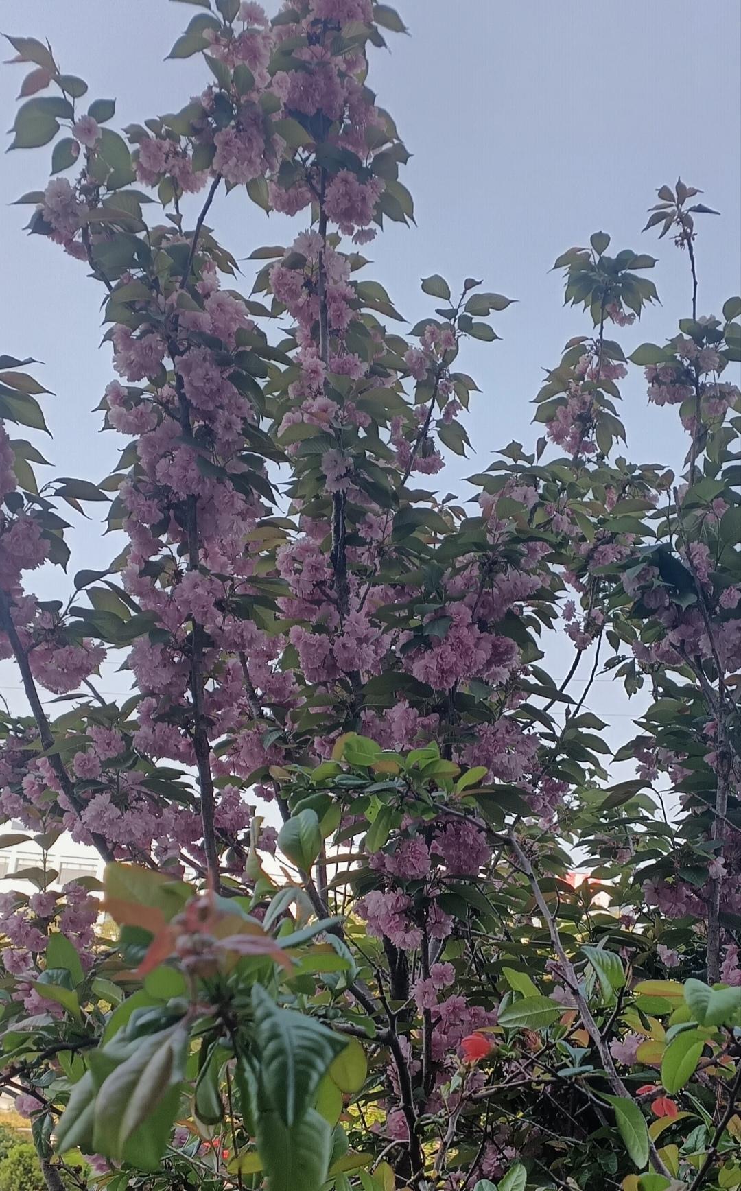 晚樱的粉红花团缀满枝头，在浅蓝晴空下与鲜绿新叶相映，晕染出温柔又明媚的春日盛景。