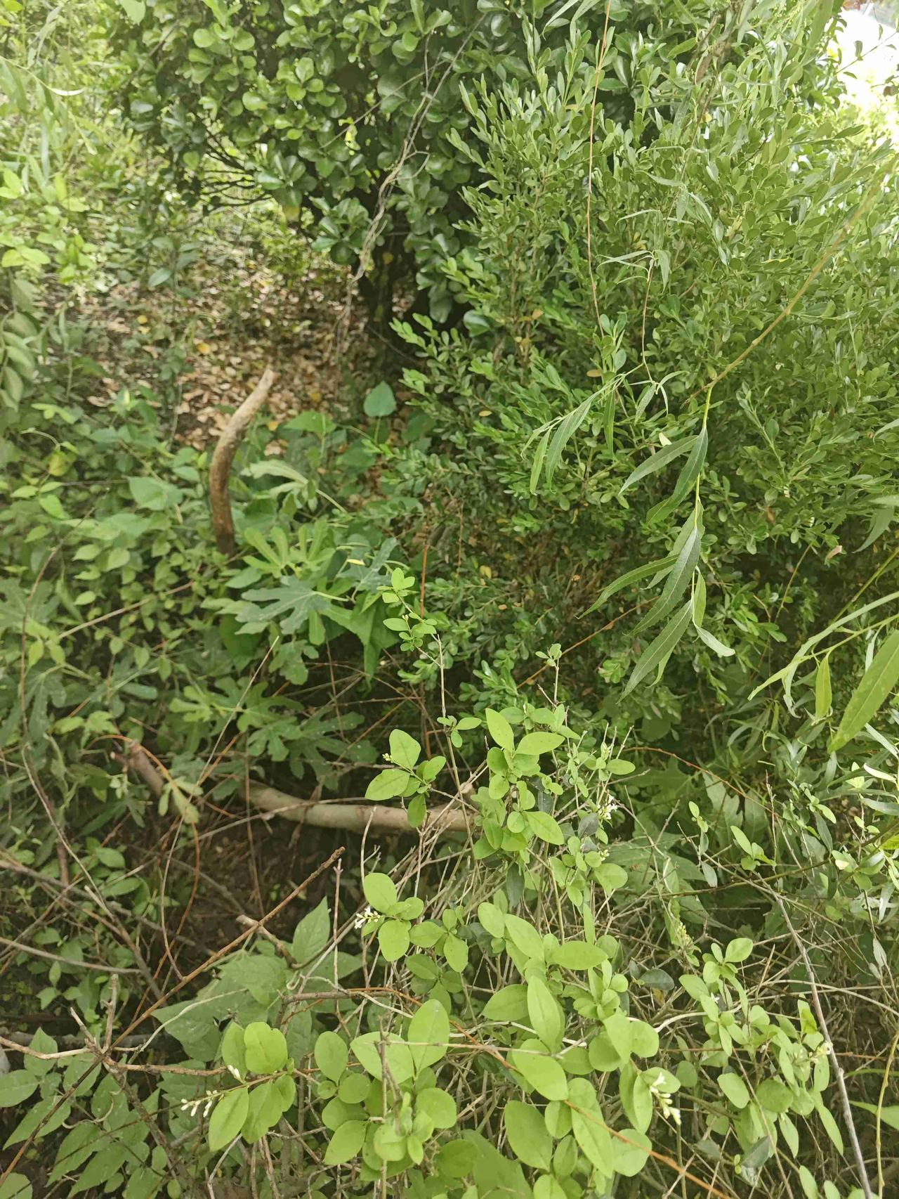 我的今日状态：😡生气
我这里的天气：🌤️多云
有时候不想骂人都不行，瞎眼绿化