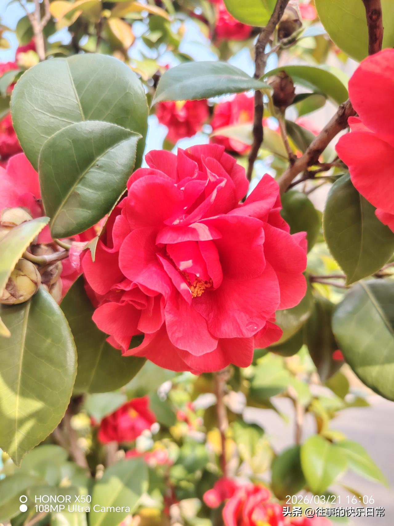 记录我的20263月21日小区里赏花“记录我的2026”