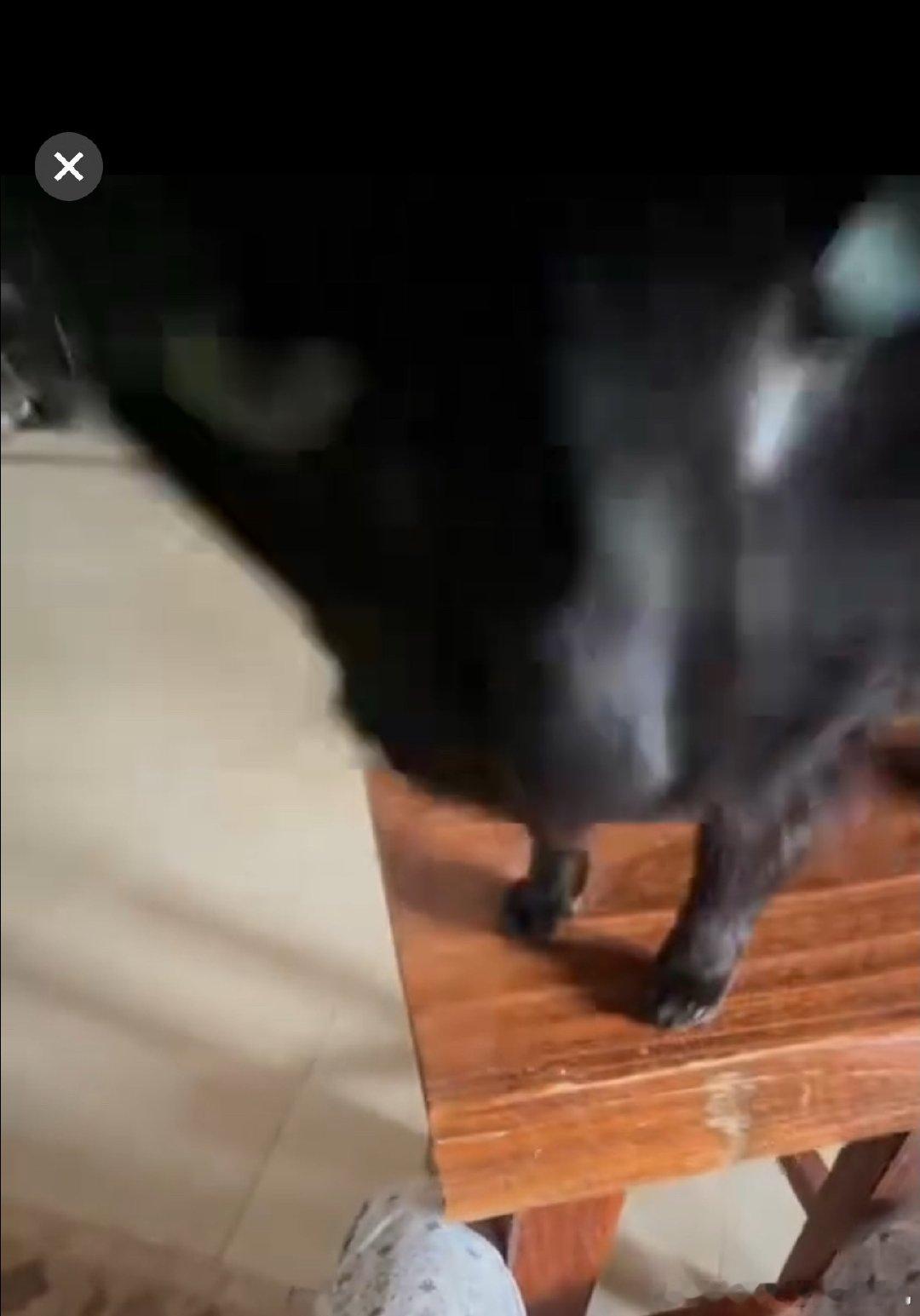 所有人被小猫亲亲 