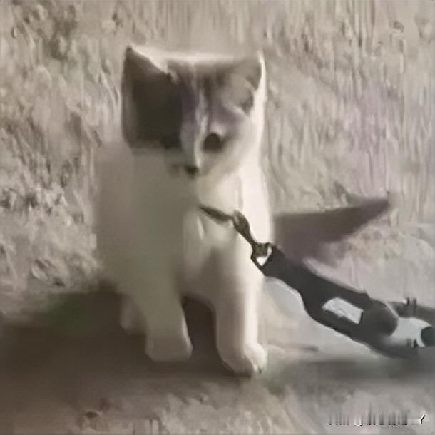 这只“大力”小猫，拴得住身体，拴不住调皮灵魂！

一只被塑料空心“链子”拴着的小