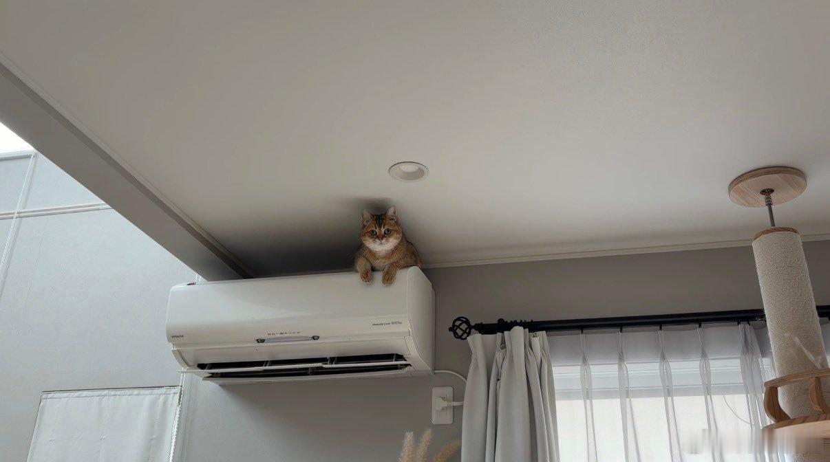 人不在家，猫在开疆拓土。回家拿个东西，抓了个现行… 