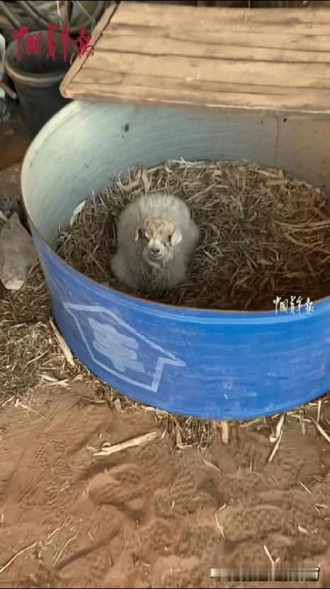 “解释不清了！”宁夏，男子把家里养的小羊拉到集市去卖，其他小羊都被顺利买走，唯独