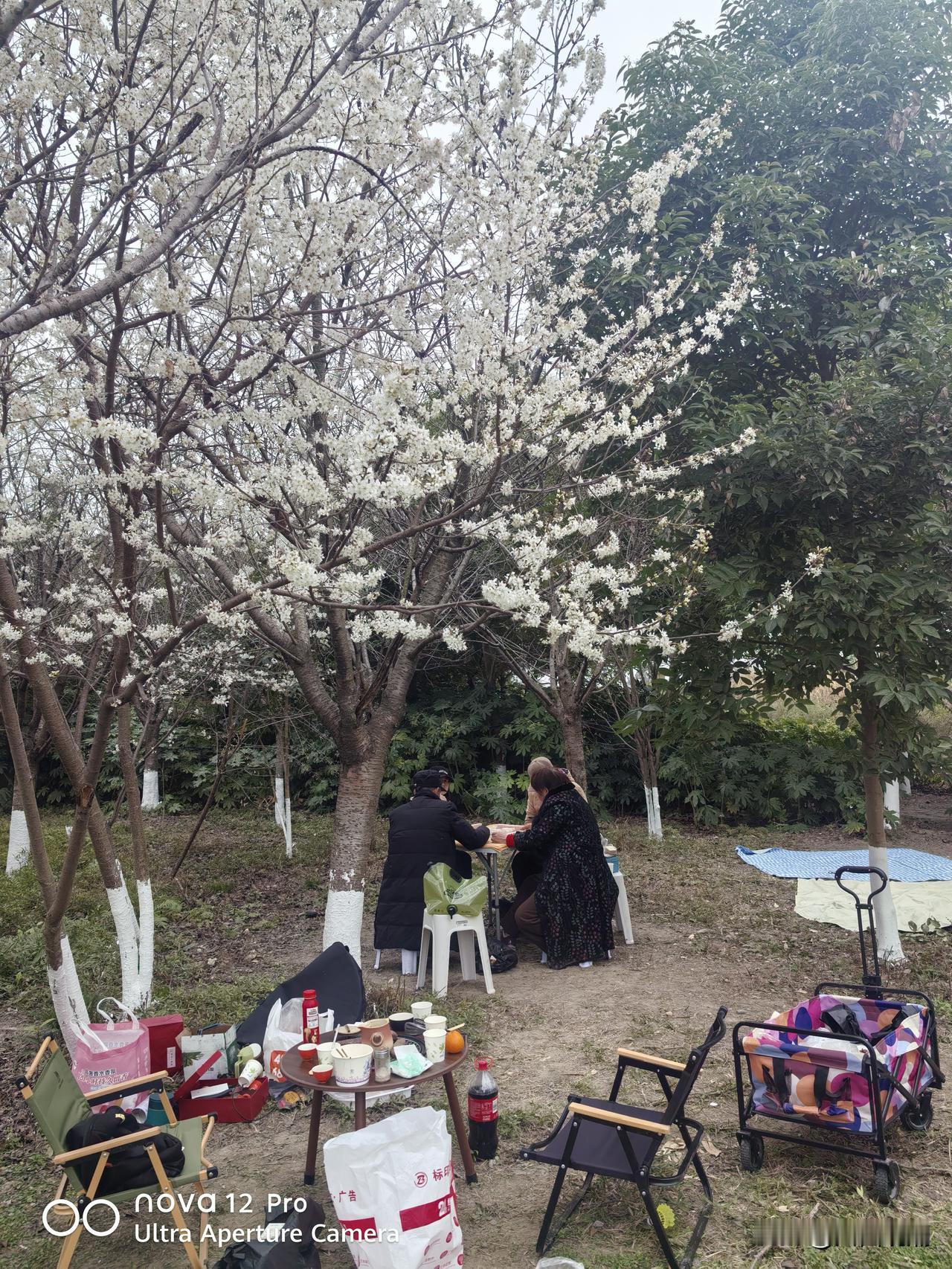 绵阳春天提前报到 较常年偏早近一月
 
2月26日，绵阳市气象台发布消息，今年绵