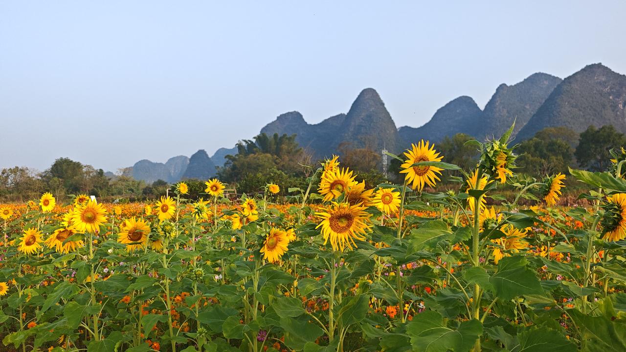 花海风景诗意分享五彩斑斓的秋天
