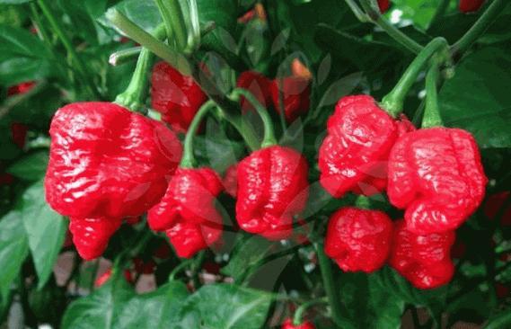 这个品种的名为特䇇达蝎子椒太稀奇古怪了，从未见过，多谢友友赐给一个开阔视野长知识