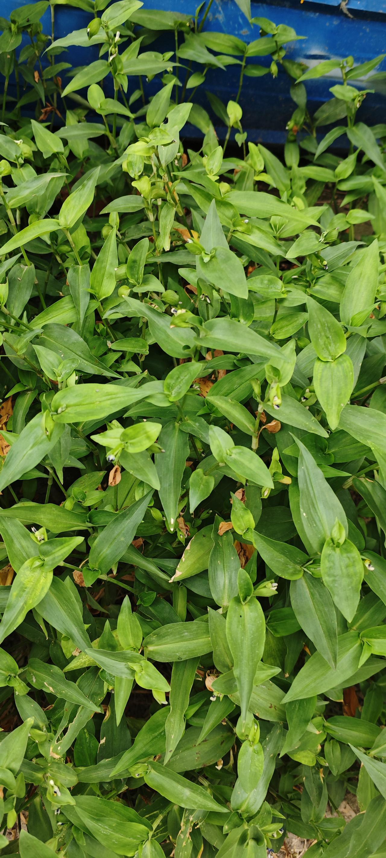 路边遍地“翠蝴蝶”，农村人都叫它蝴蝶草，野草竟是野菜+百草
路边随处可见的这种一