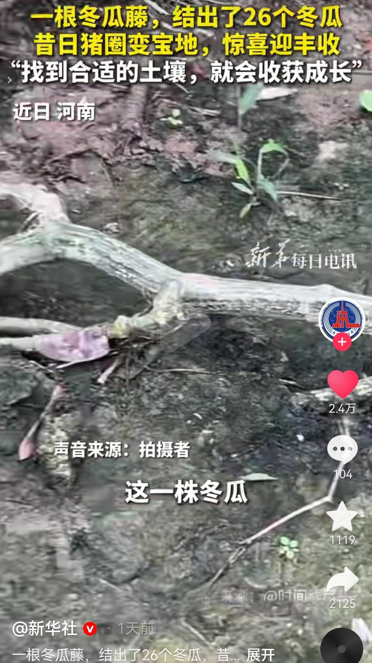 谁能想到，早年的旧猪圈，竟然长出了一根结26个冬瓜的神奇瓜藤。
 
这事发生在河