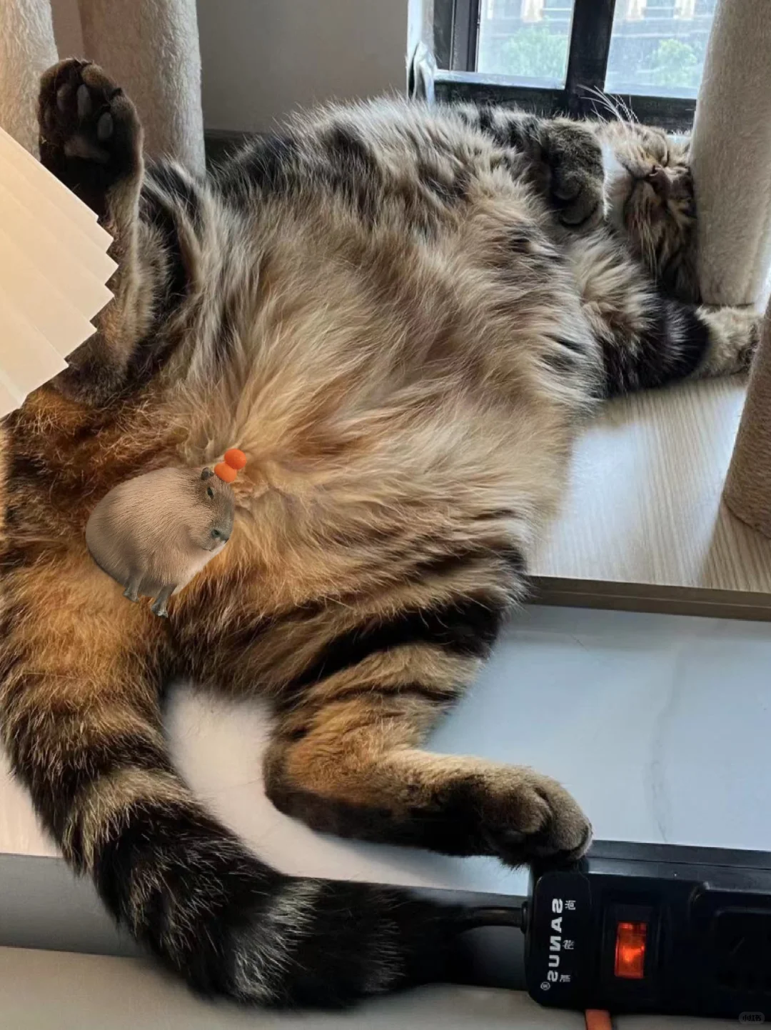 我的猫在朋友家的松弛感溢出屏幕